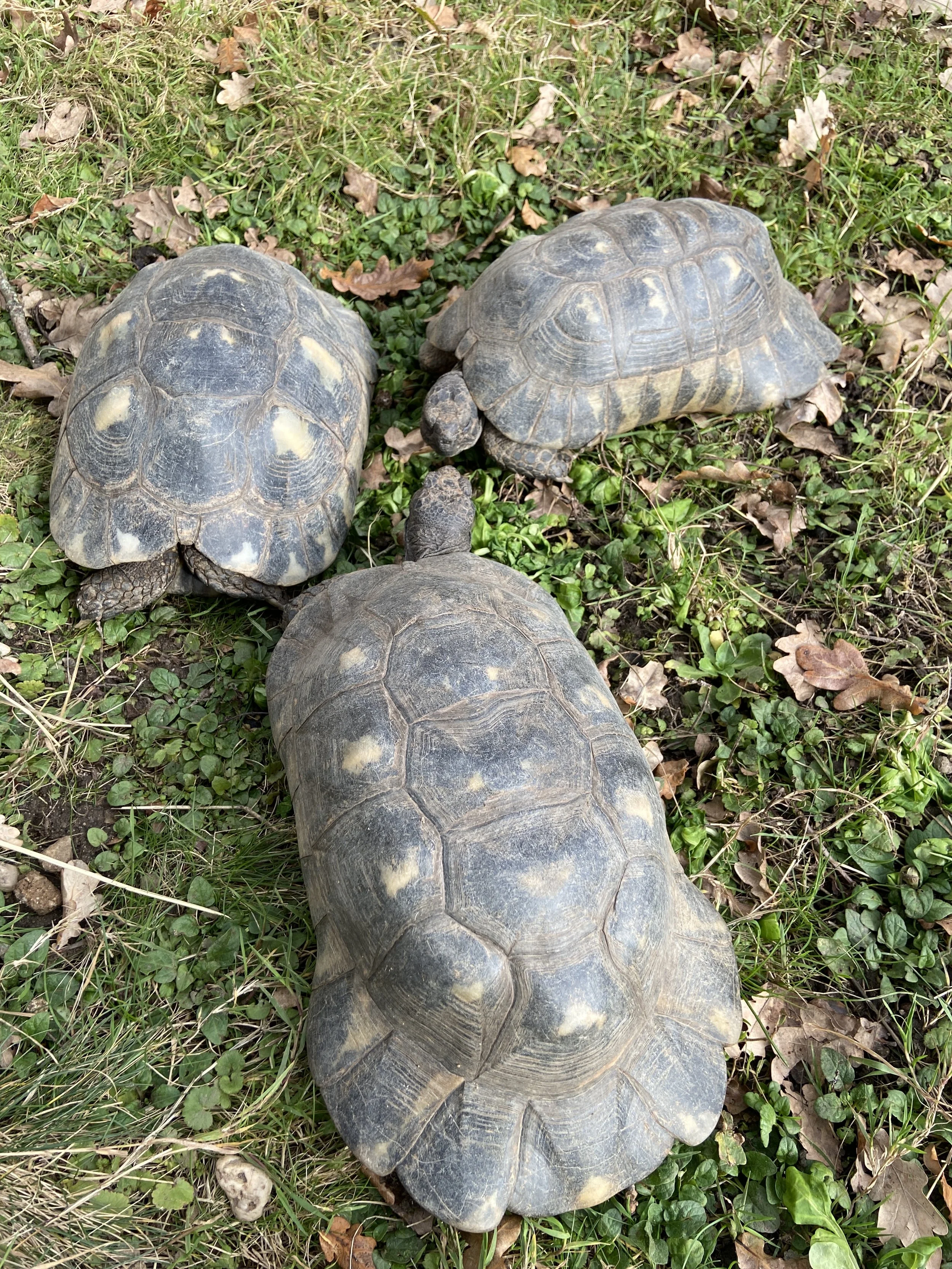 Willkommen  Schul-Schildkröten – Gandalf bekommt neue Freunde!
