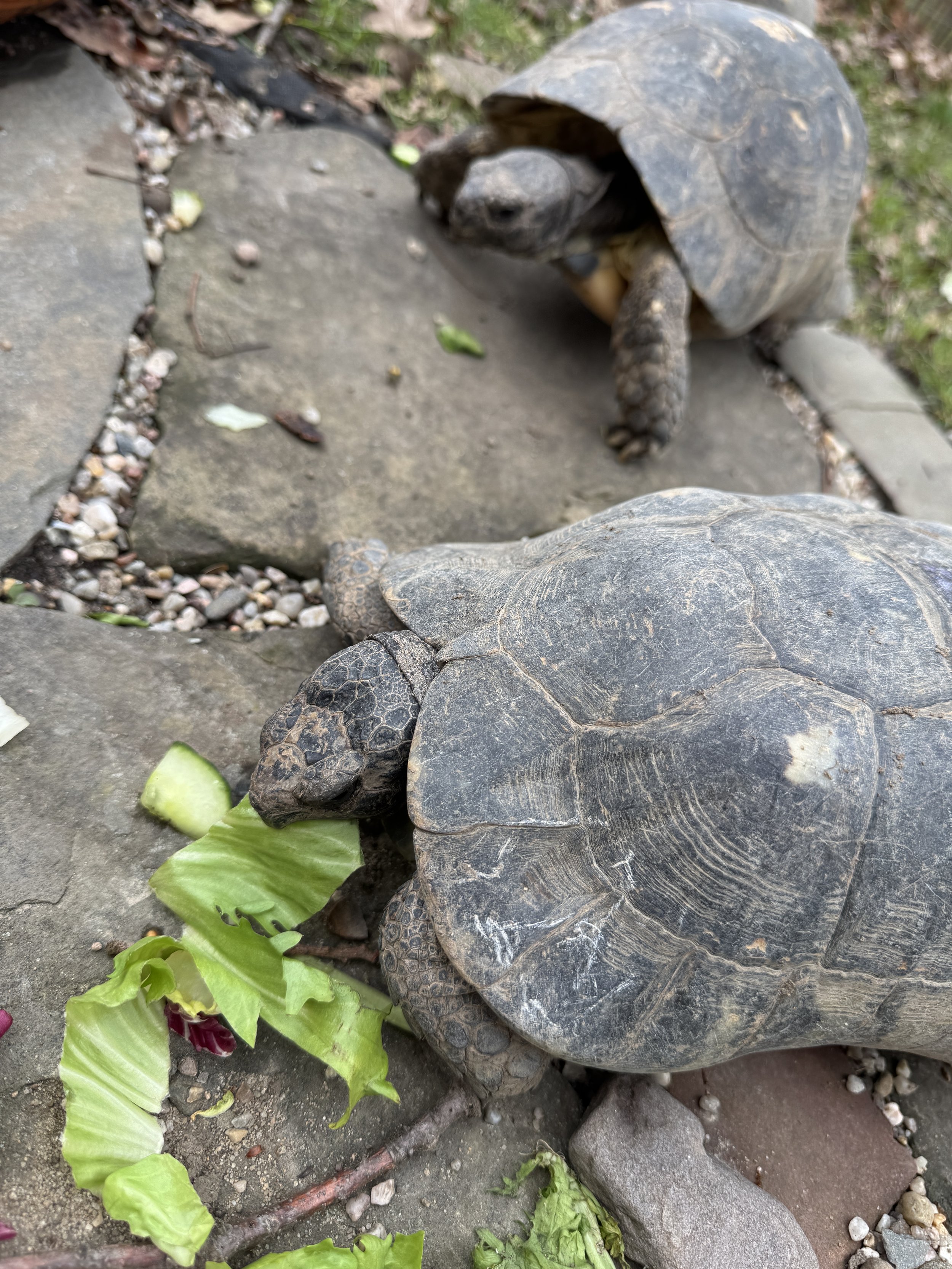 Schildkrötenprojekt 