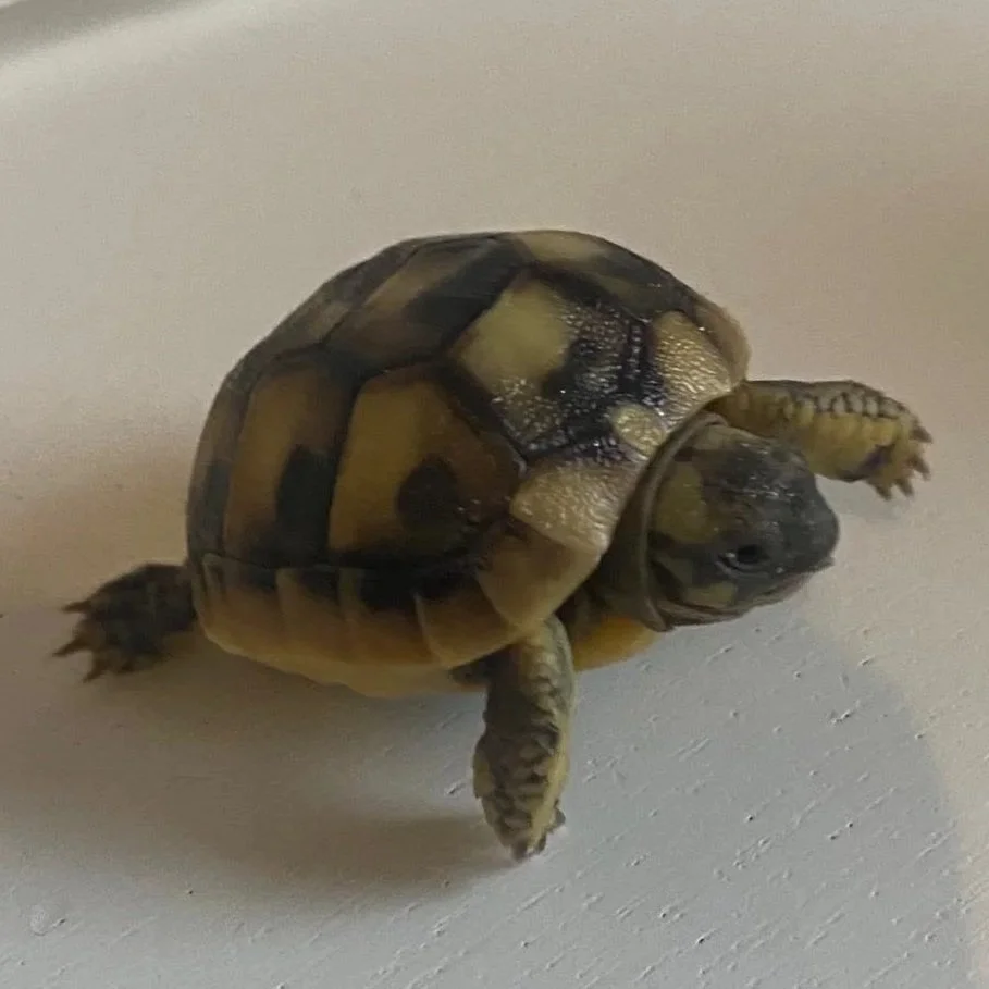 Willkommen, kleiner Schildkrötennachwuchs!🐢