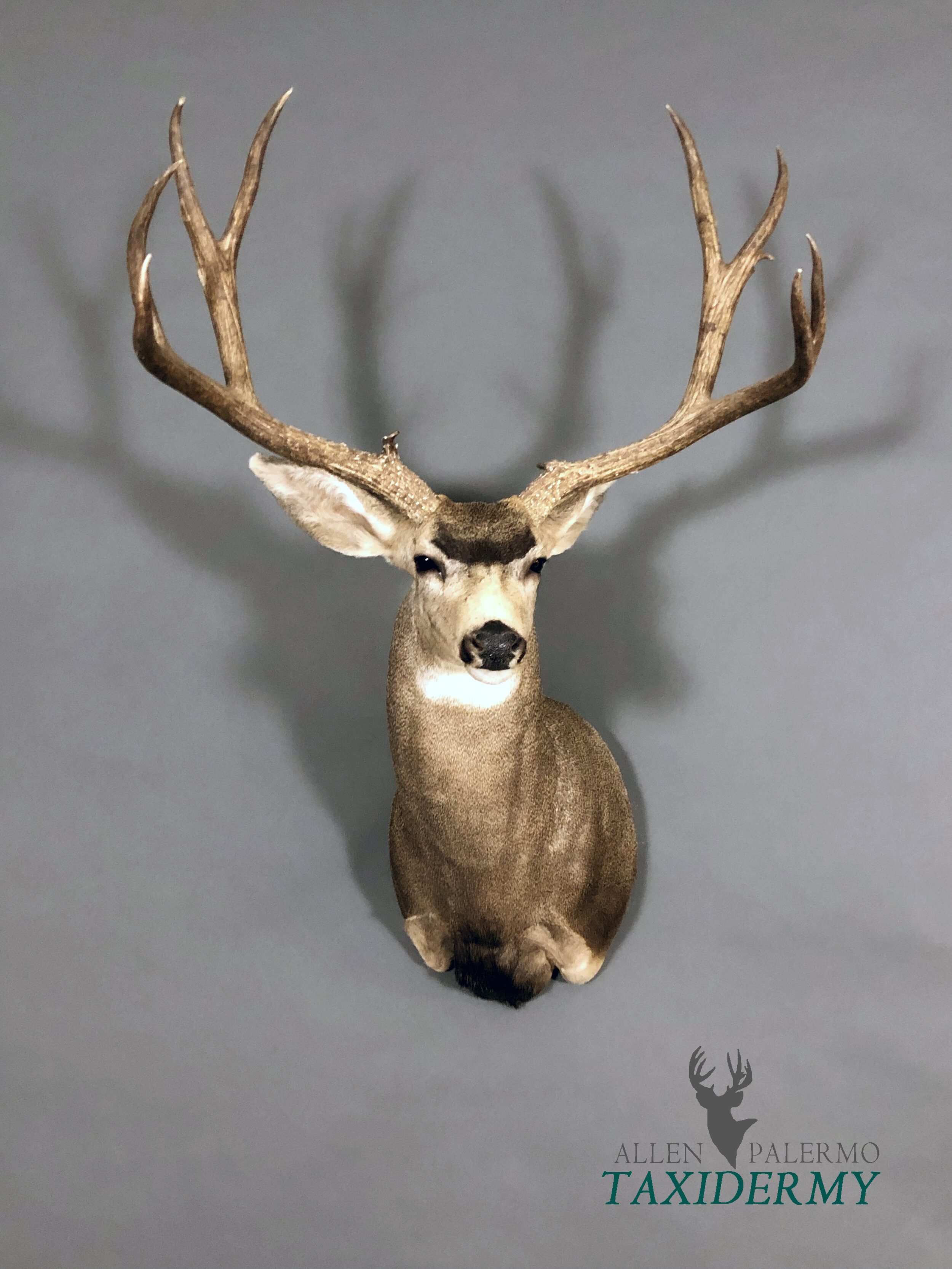 Details about   13" X 7" TAXIDERMY MOUNTING PLAQUE HUNTING DEER MOUNT WHITETAIL MULE 