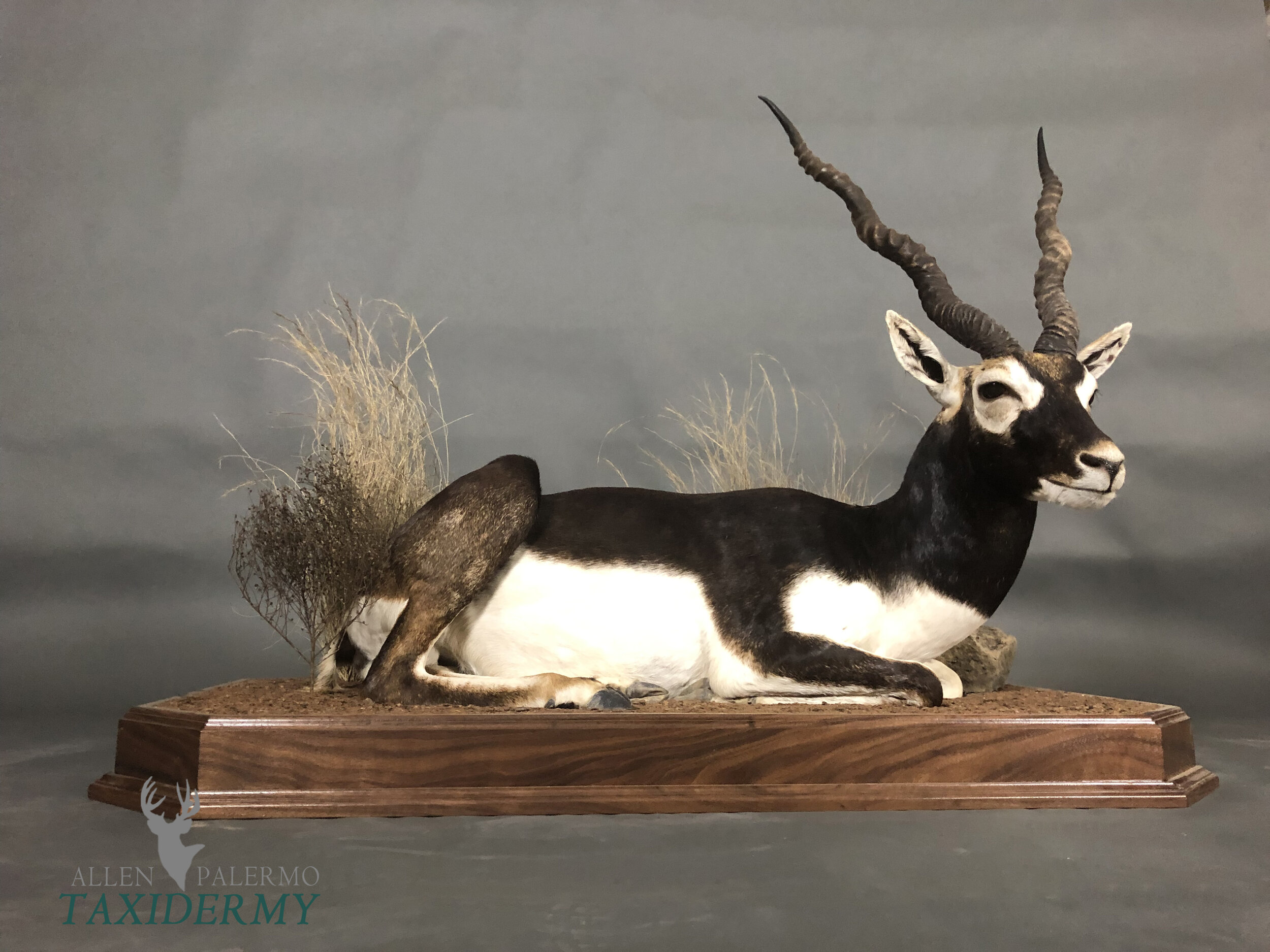 LIFESIZE MAMMALS — Allen Palermo Taxidermy
