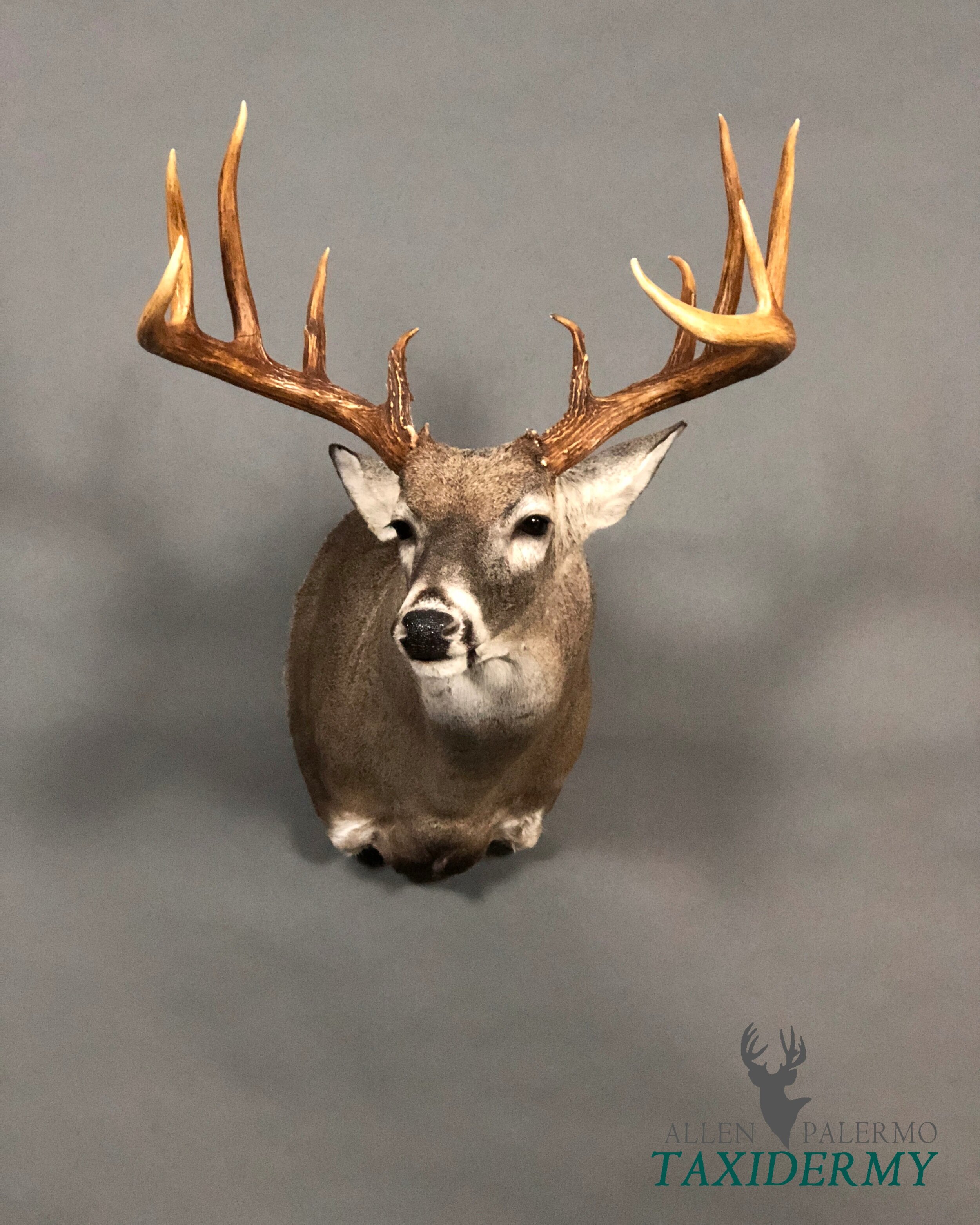 POSES — Allen Palermo Taxidermy