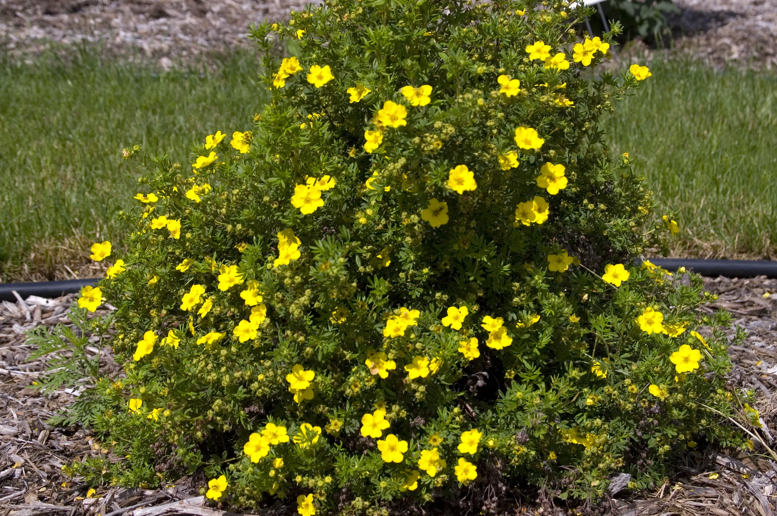 Potentilla — plant photos