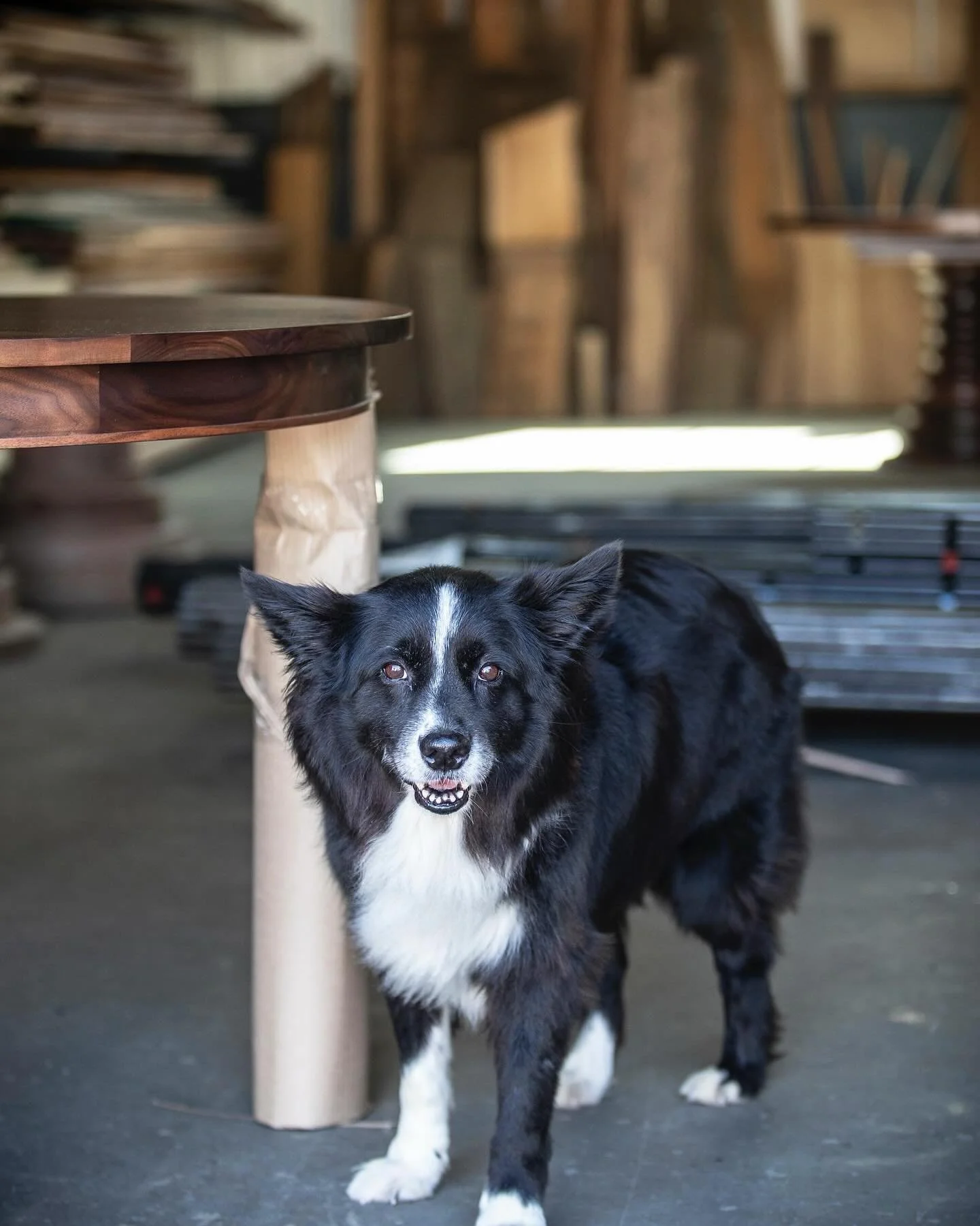 It&rsquo;s been a tough week around here as we said goodbye&nbsp;to Gordon&mdash;our beloved Border Collie/Aussie mix. I&rsquo;m so grateful to all the clients and friends Gordon greeted throughout the years. Hopefully some of you out there got to me