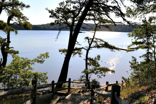 gull_pond_wellfleet_600.jpg