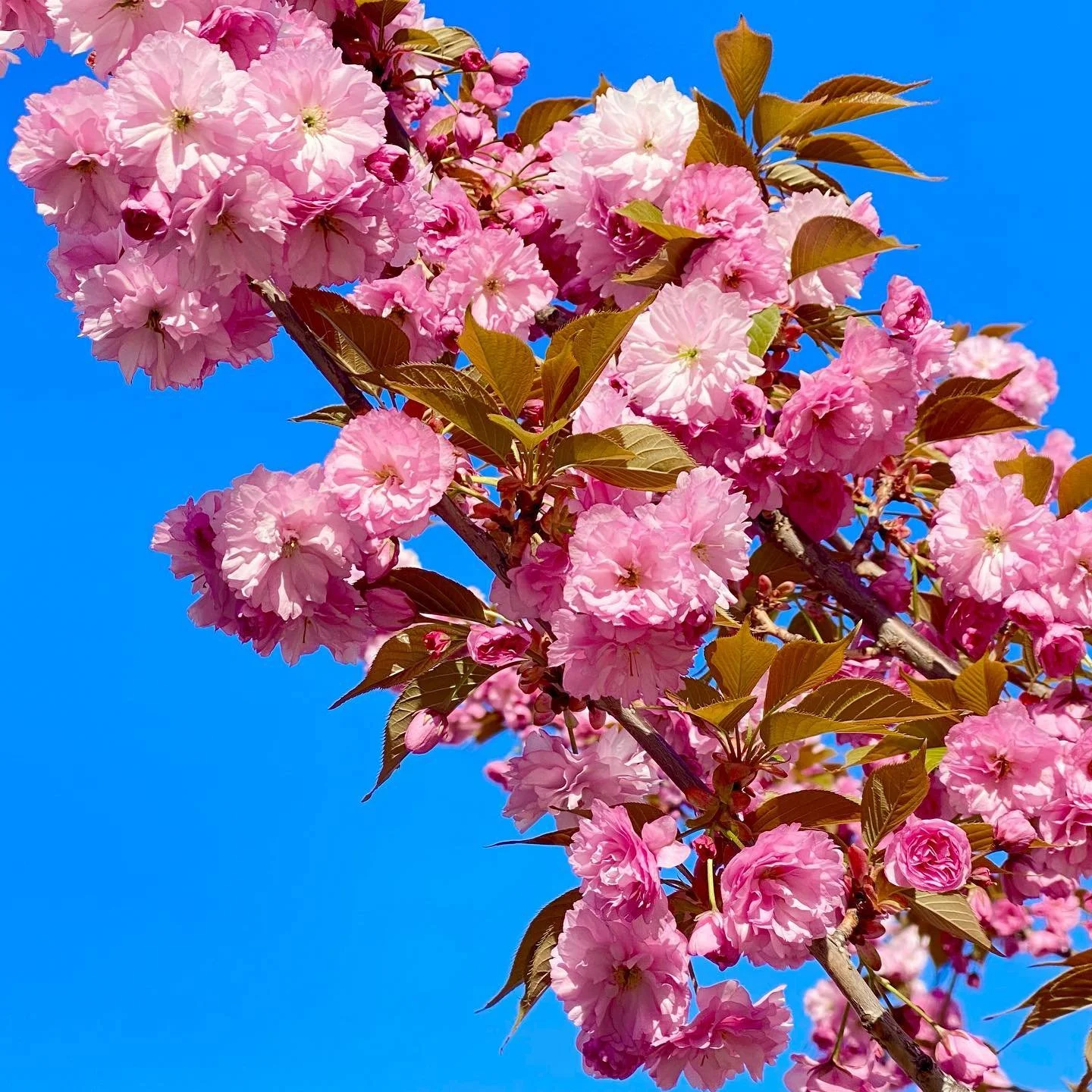 We have been waiting for the spring to come. Gotta make sure to stop and smell the roses. Well, it's cherry blossom in this case. Regardless of any beauty in front of you, do enjoy😌

#spring #cherryblossom #nyc #NewYork