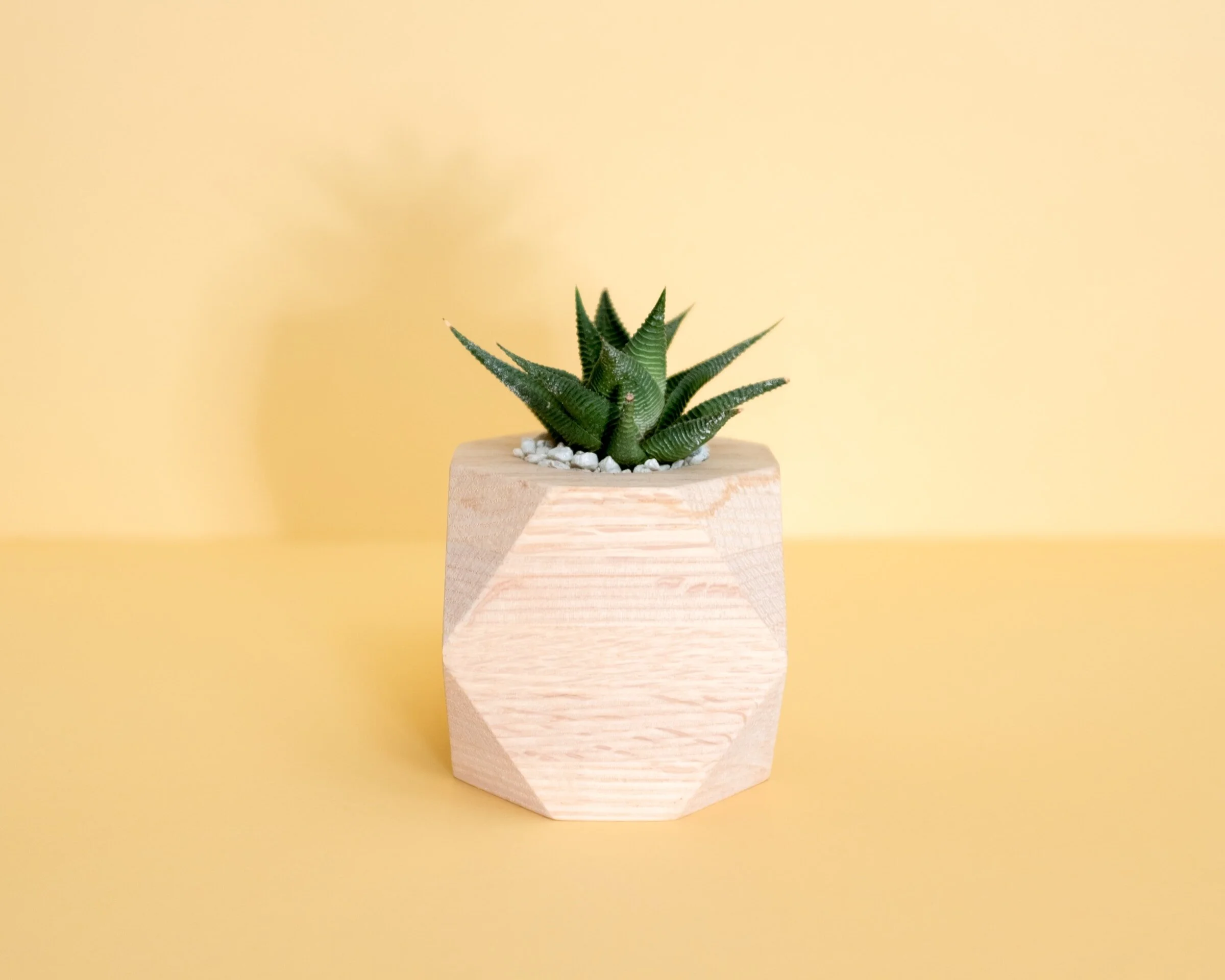 Succulent Votive