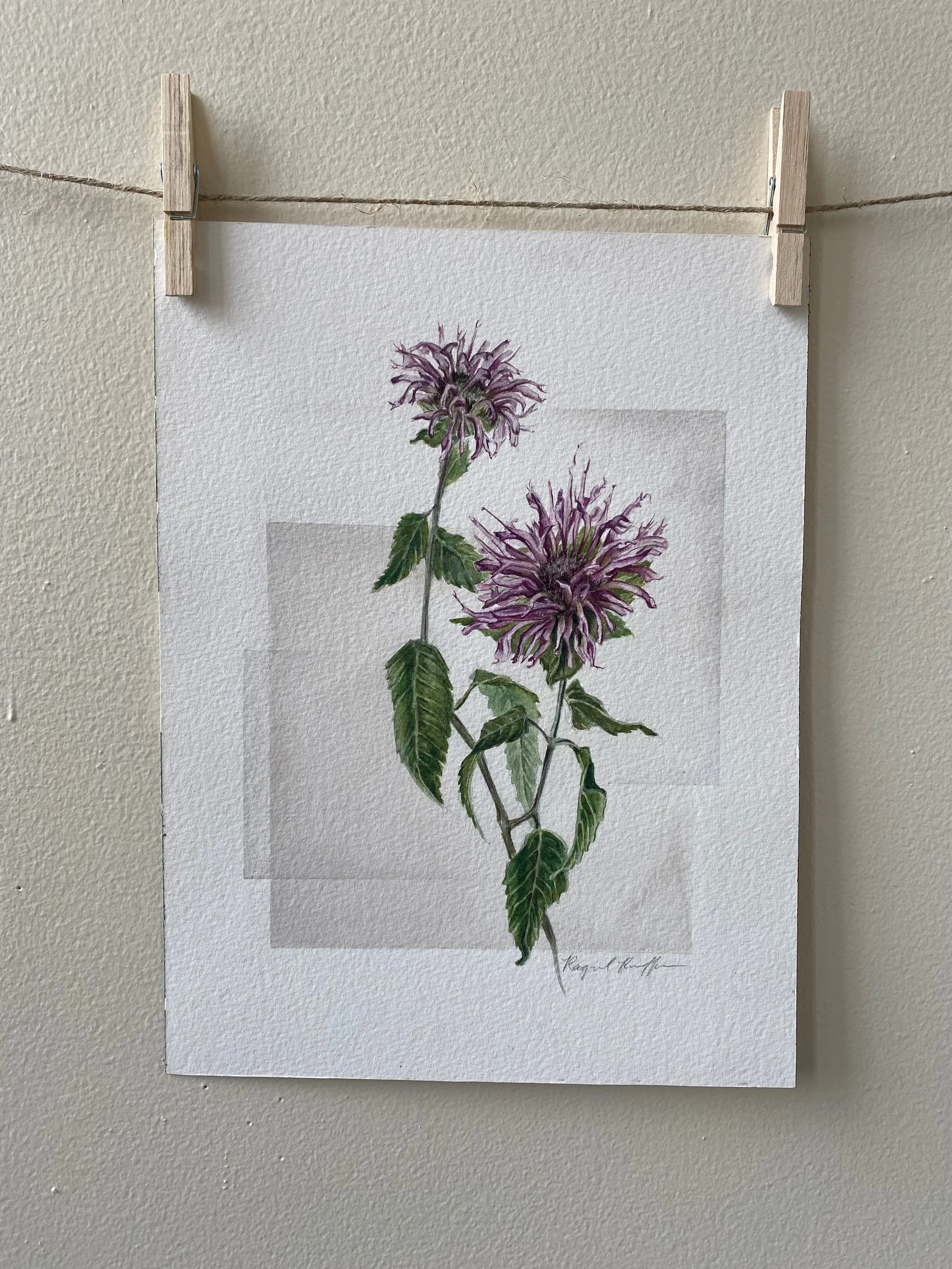 Monarda