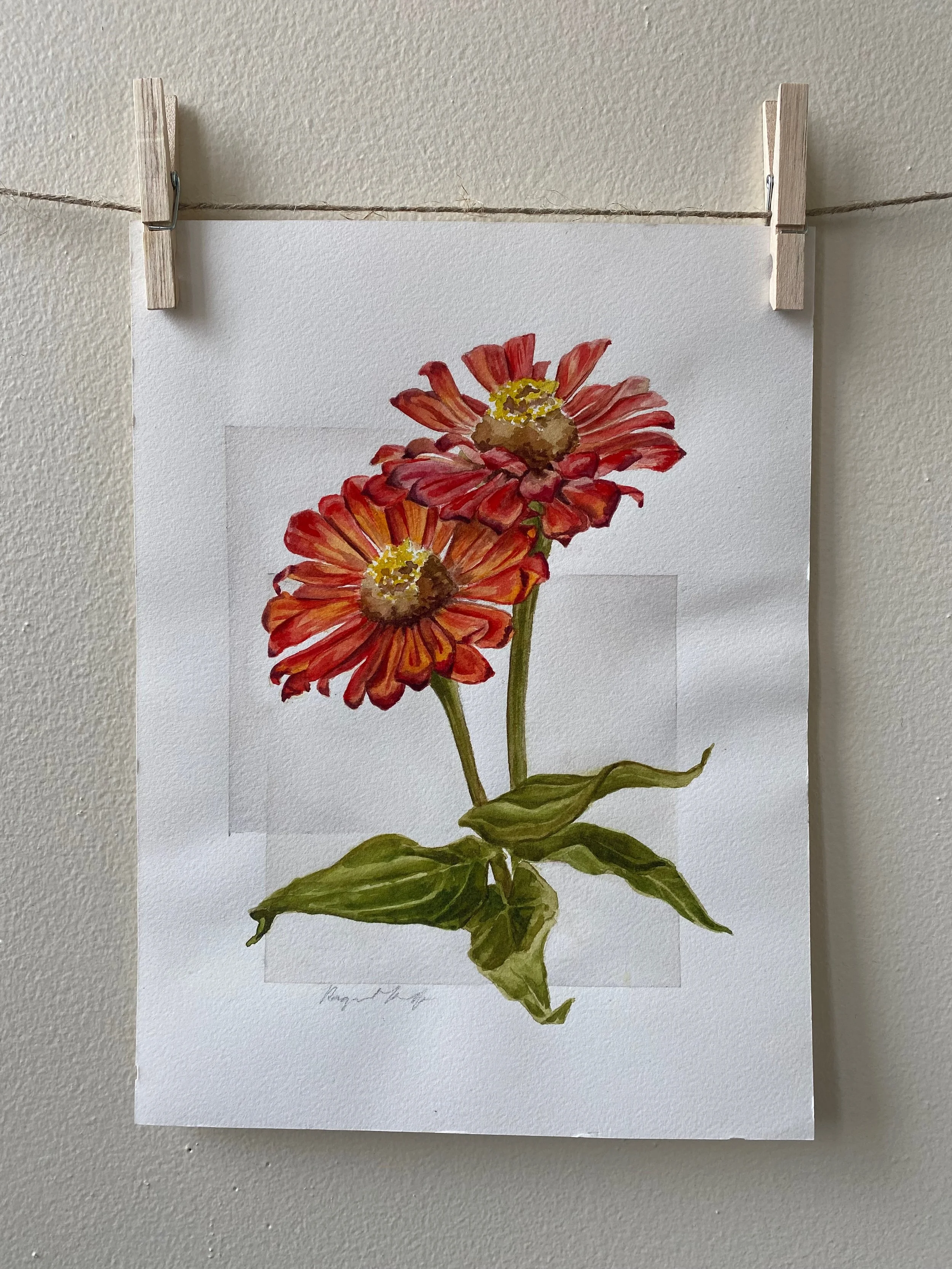 Zinnias