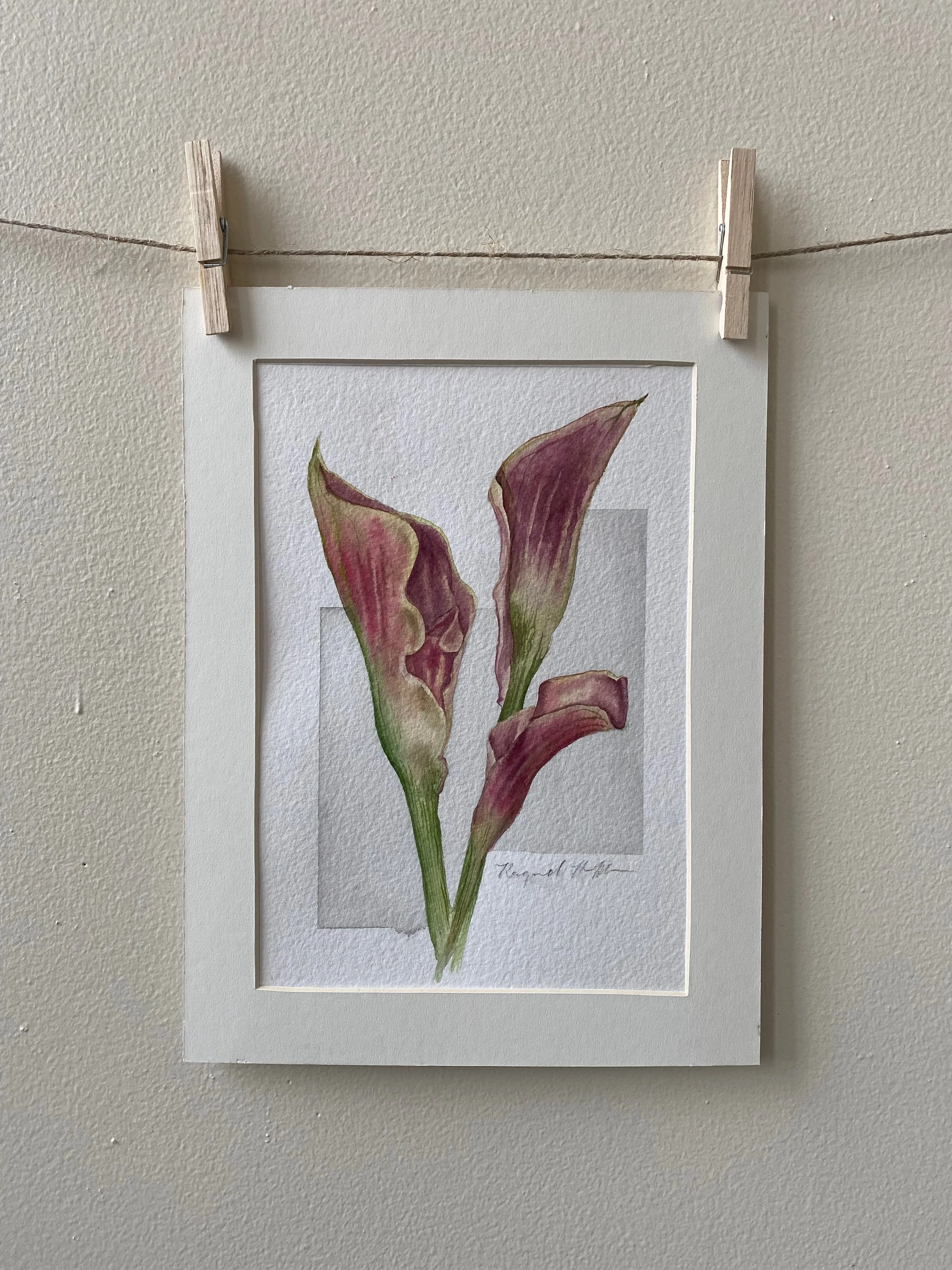 Family of Calla Lilies