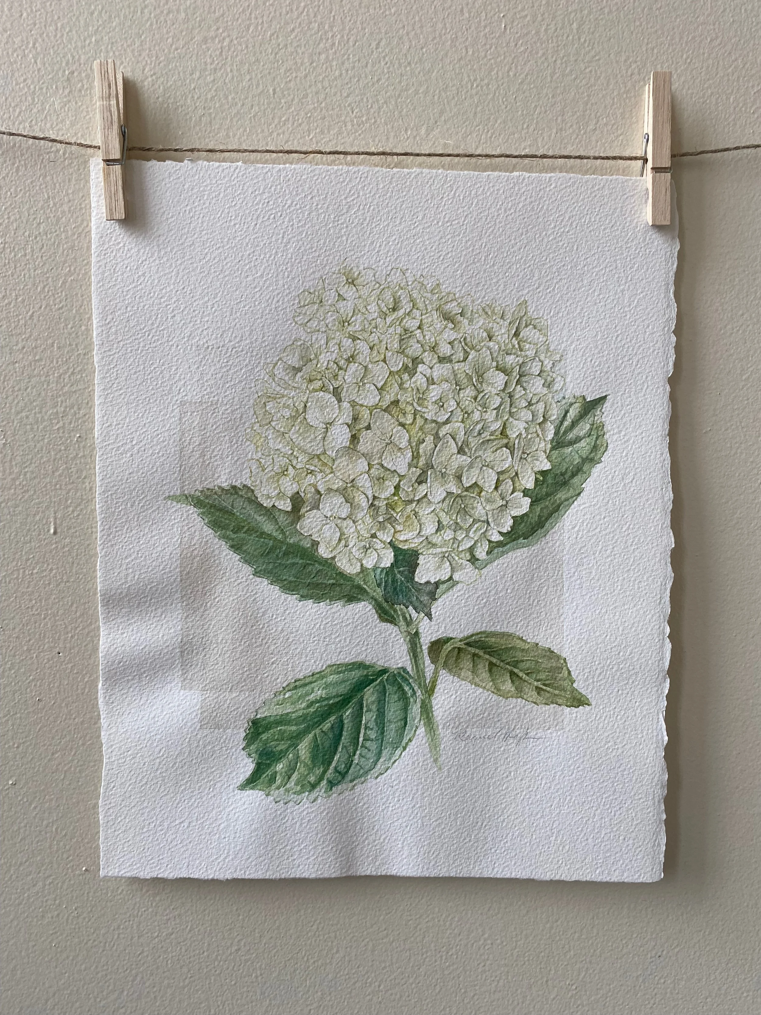 Hydrangea