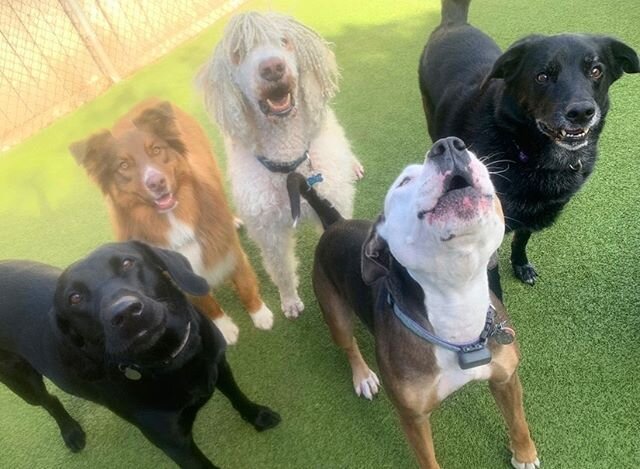 #nationalbestfriendday &ldquo;Animals are such agreeable friends. They ask no questions, they pass no criticisms.&rdquo; ― George Elliot #parkapup #doggydaycare #dogsofinstagram #doglife #doglovers #dog