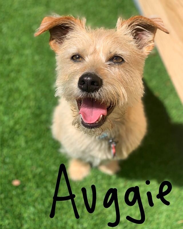 Auggie is having a weekend getaway at Park A Pup, and would love to see some of his FURiends! #parkapup #dogsofinstagram #doggydaycare #doglife #doglovers #dog