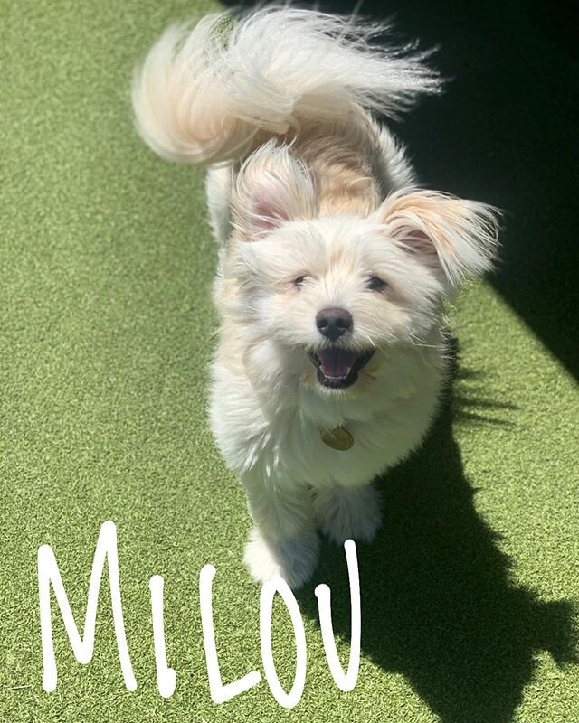 Milou deserves to be on the cover of Vanity Fur 📸😍 #parkapup #doggydaycare #dogsofinstagram #doglovers #doglife #dog