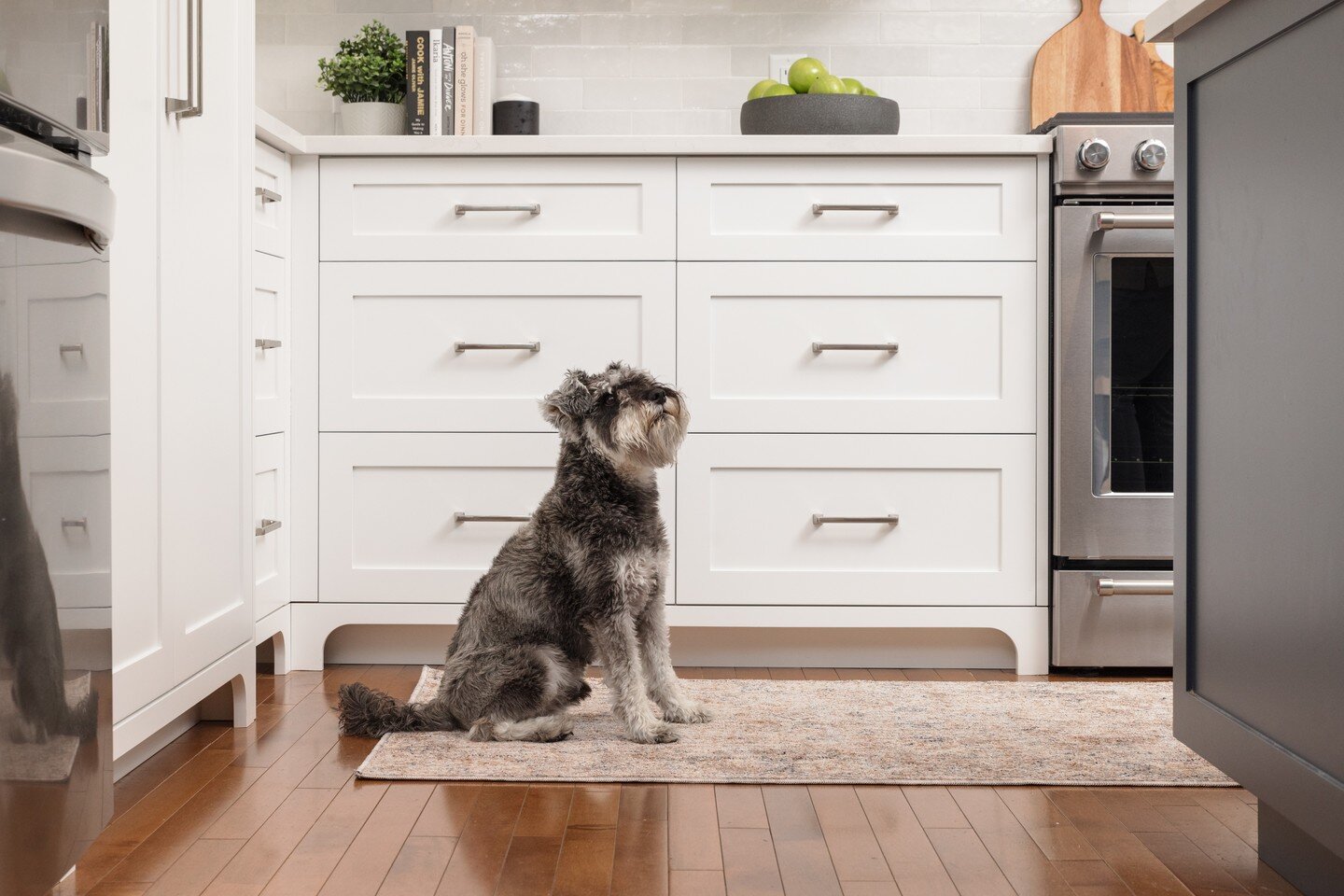 Cute pups and cute, custom curved furniture kicks. Our #hexospringbank kitchen reno is officially complete and we couldn&rsquo;t be happier with the end result!
.
📷: @jaredheynenphotography 
interior design: @hexostudio
build: @cameroncustombuilding