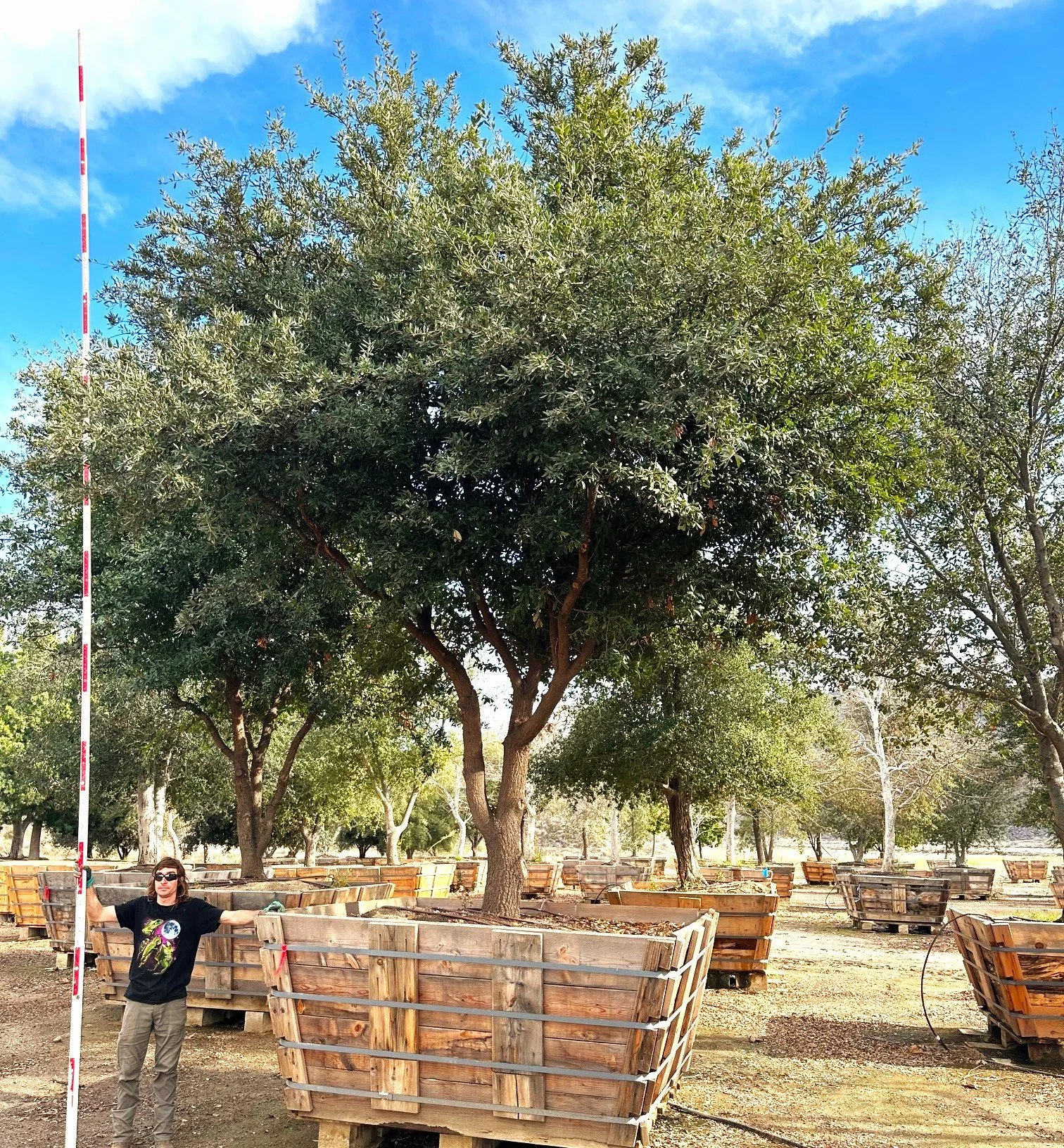 Quercus Virginiana-1.jpg