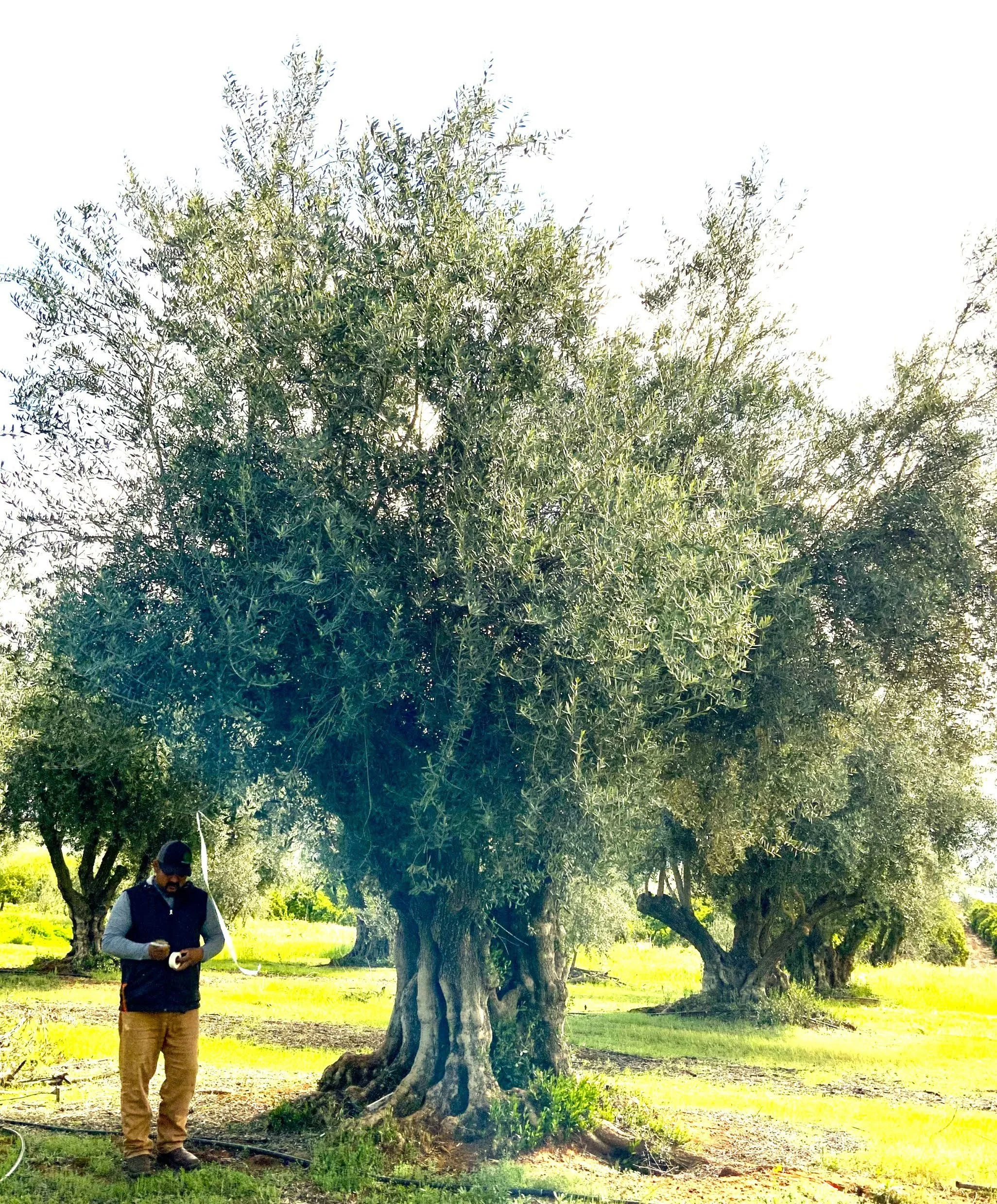 Stock Product 103-5.jpeg