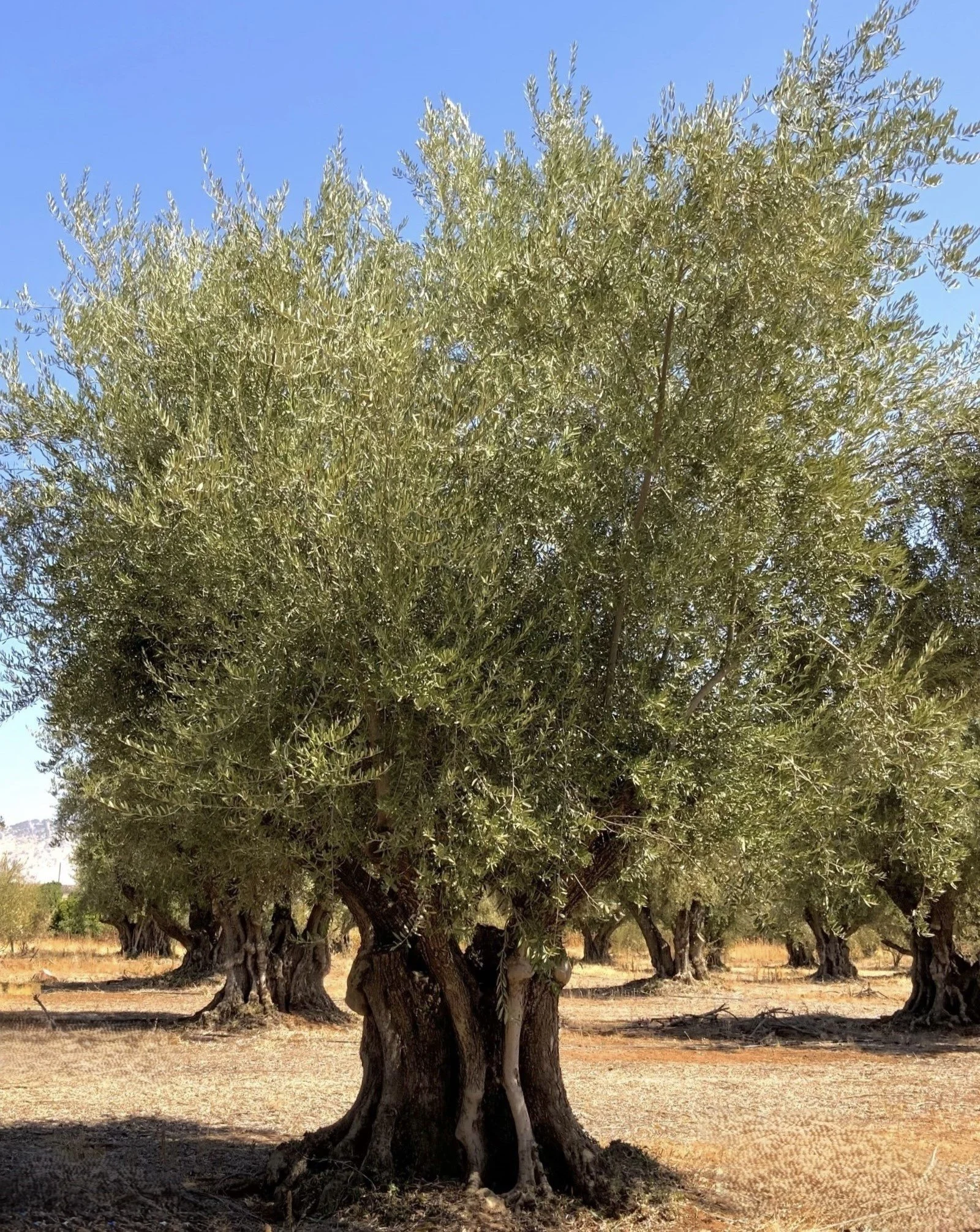 Manzanillo Wide Trunk (Olea Europea) #103