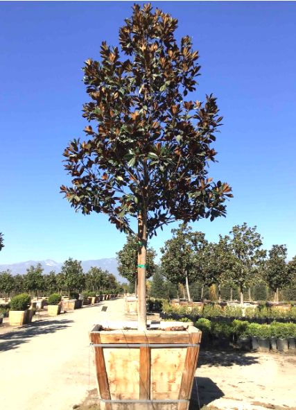 D.D. Blanchard Magnolia.png