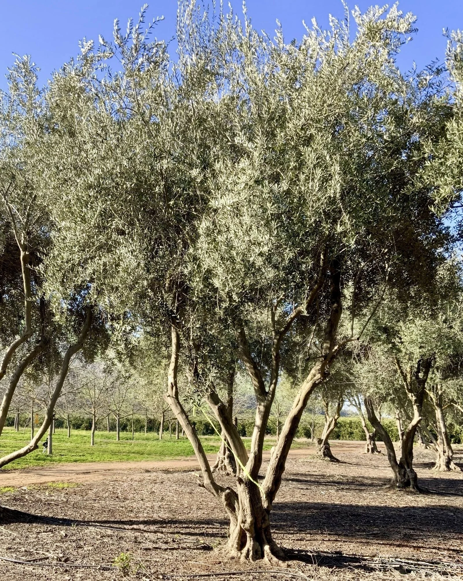 Manzanillo Olive (Olea Europea) #136