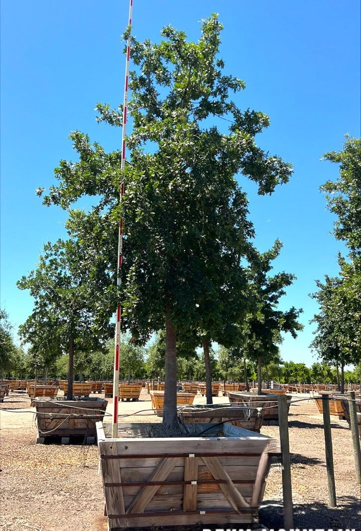 Tree Catalog — Green Pacific