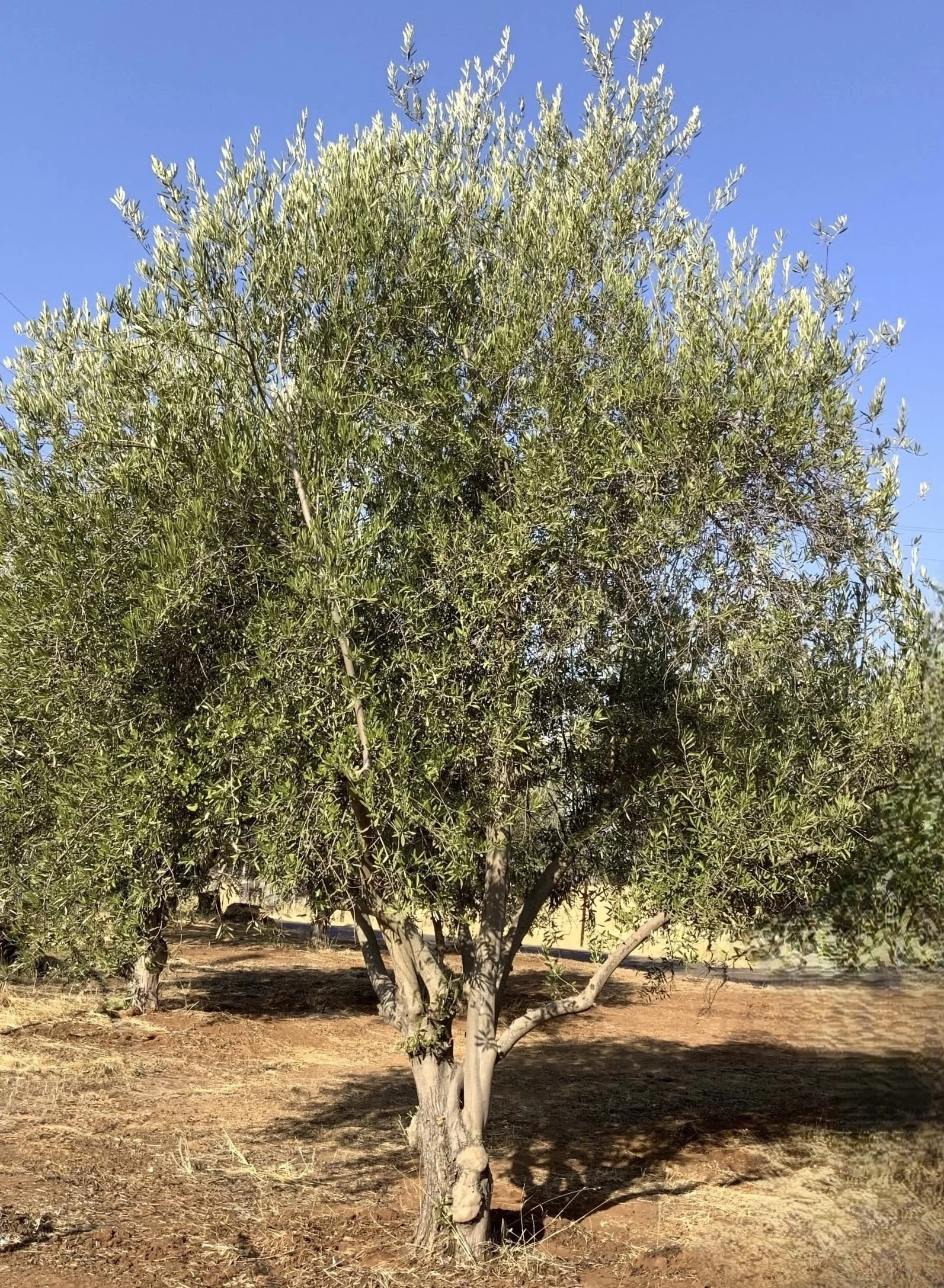 Manzanillo Olive (Olea Europea) #107