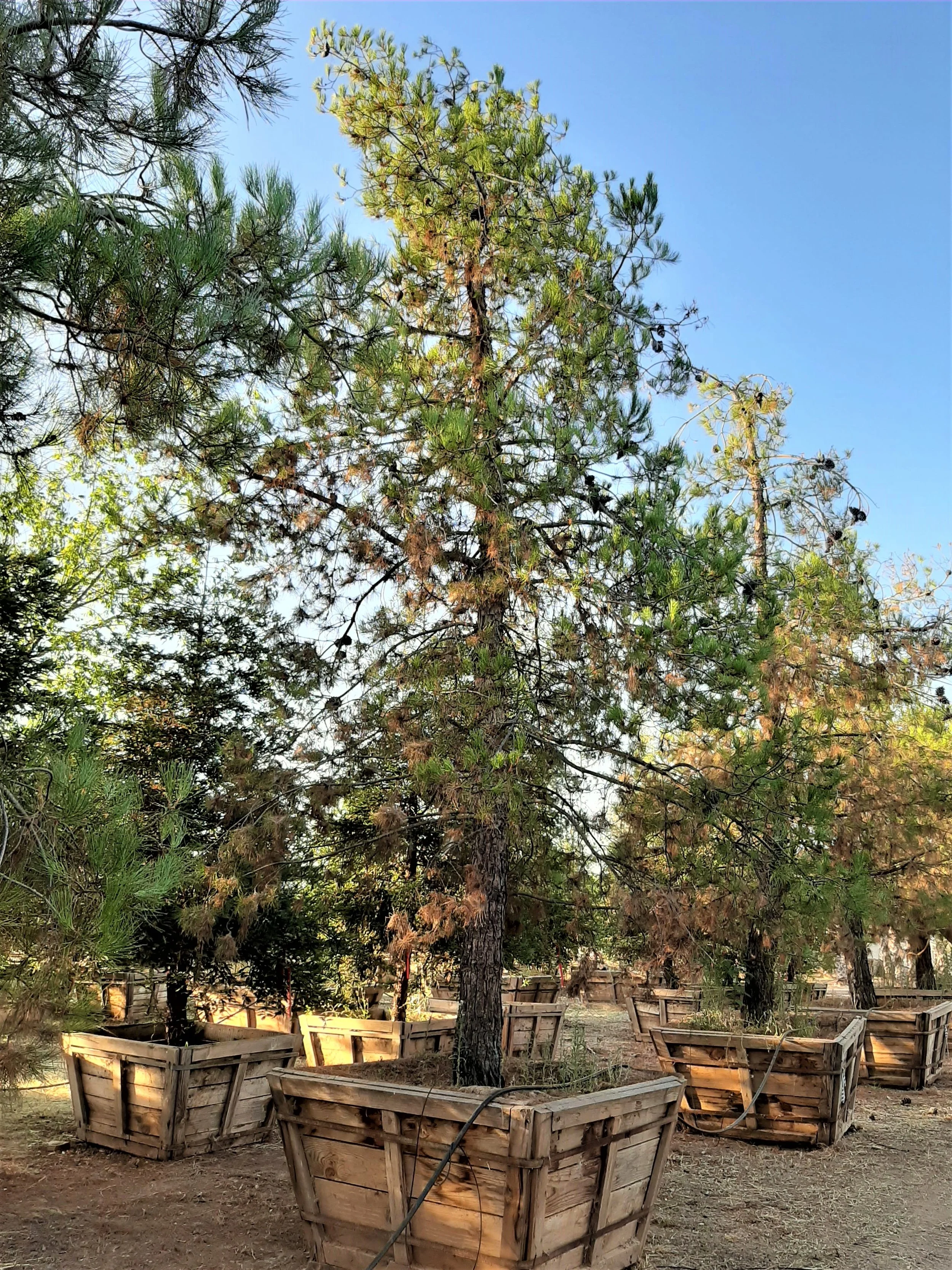 Pinus Eldarica.jpg