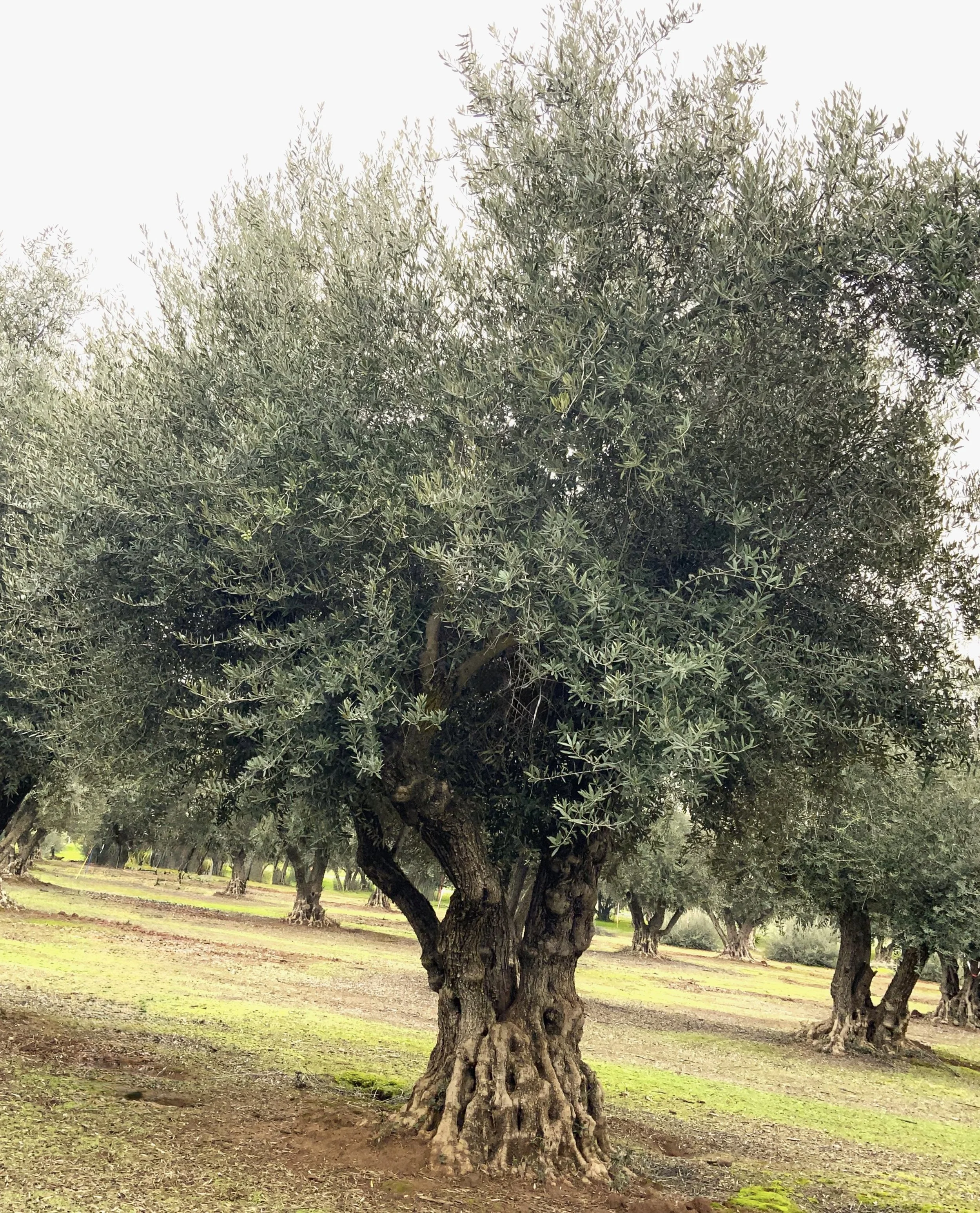 Manzanillo Olive (Olea Europea) #102