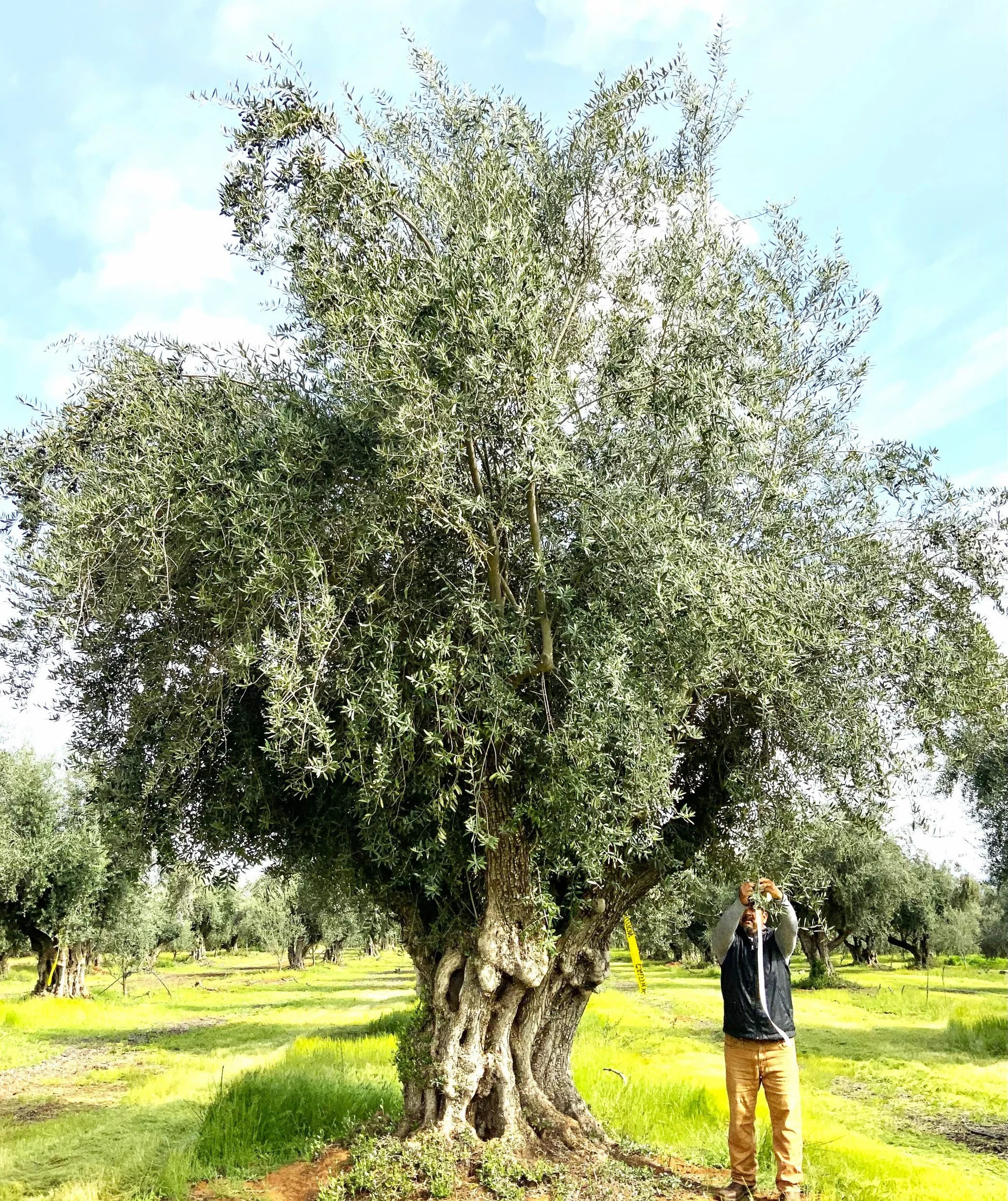 Stock Product 103-1.jpeg