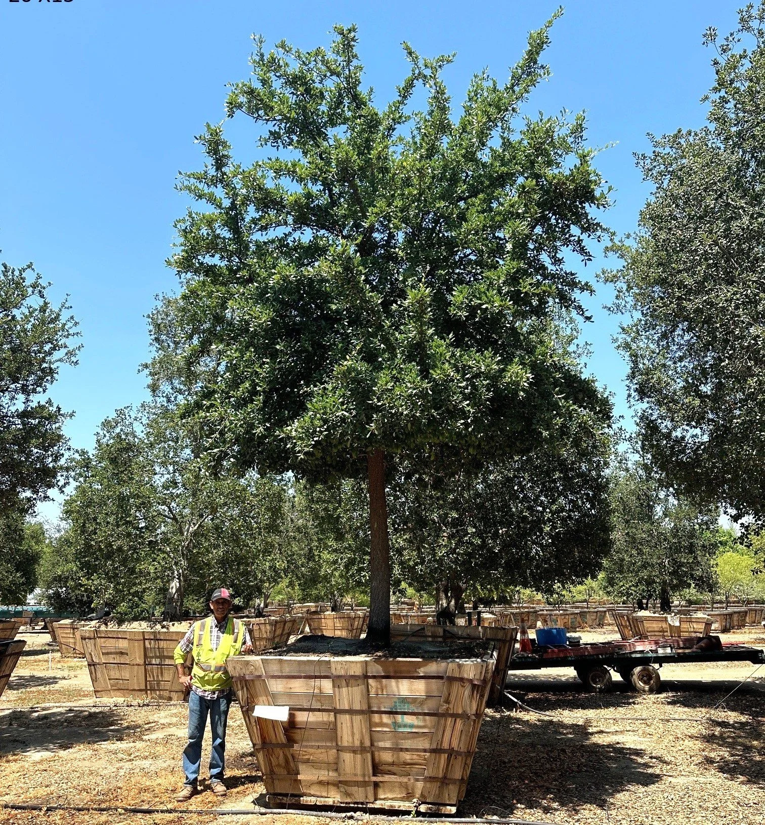 Quercus Virginiana.JPG
