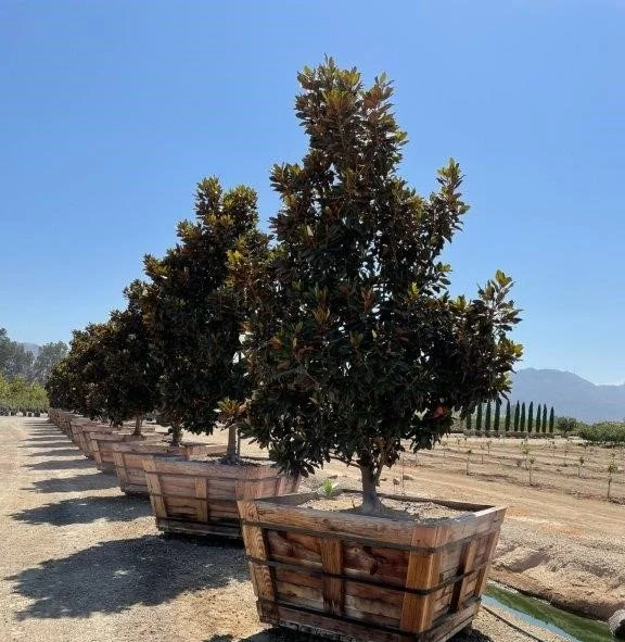 Magnolia Little gem.jpg