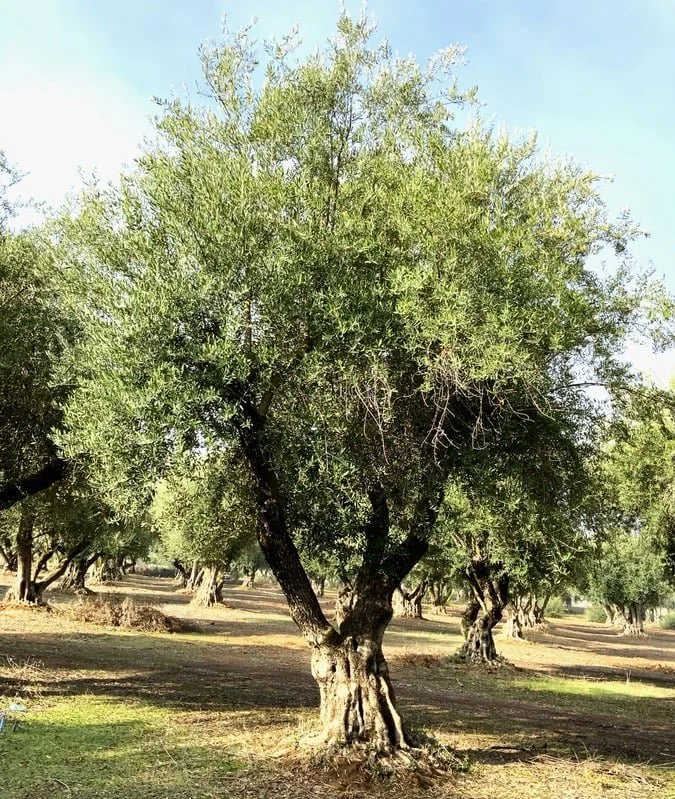 Manzanillo Olive (Olea Europea) #101