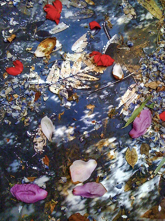 blackwhiteearthskypetals