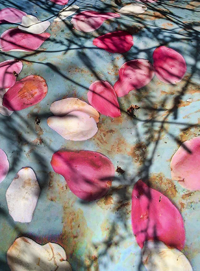 earthskytulipshadows