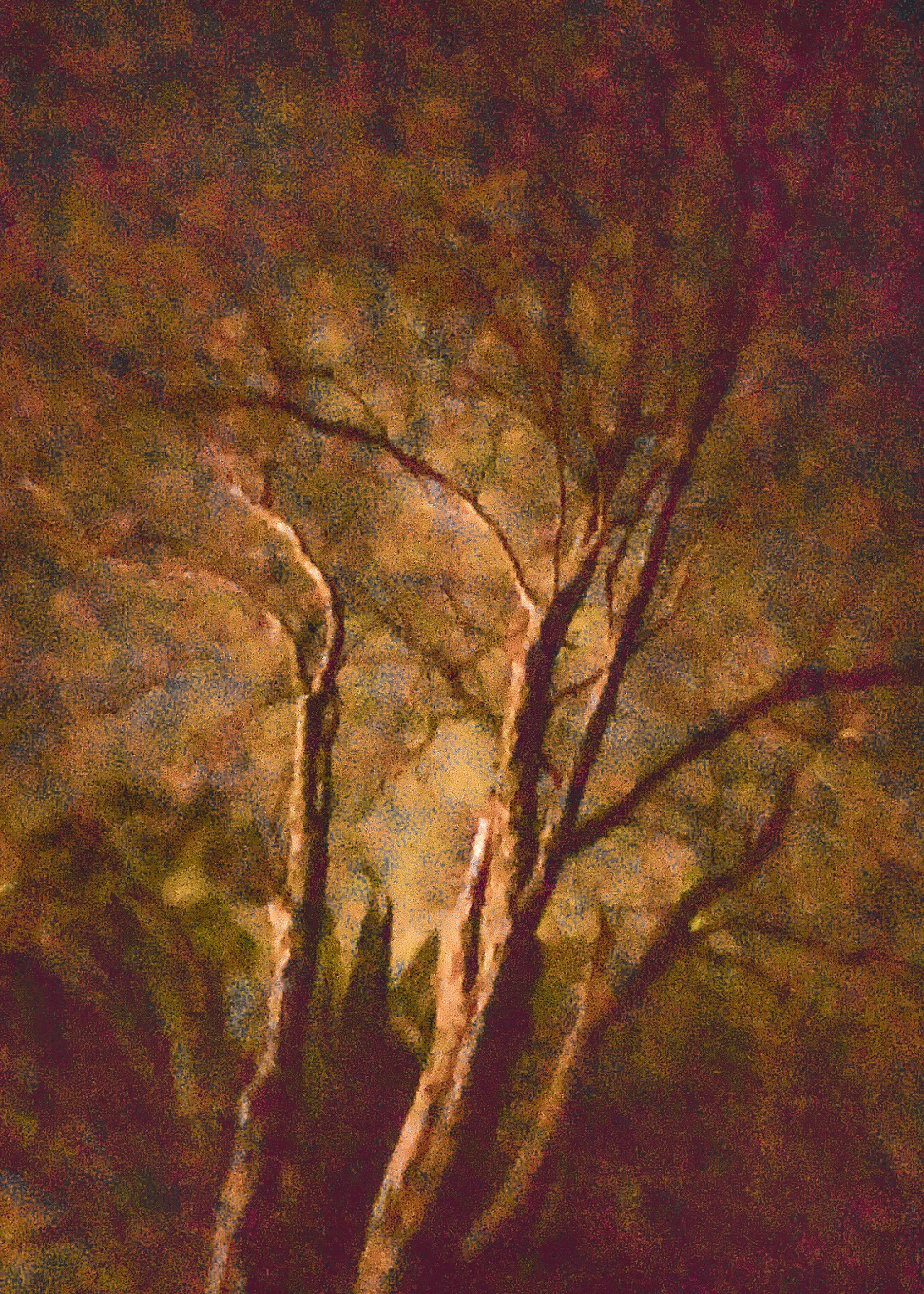 turnerautumnmaple