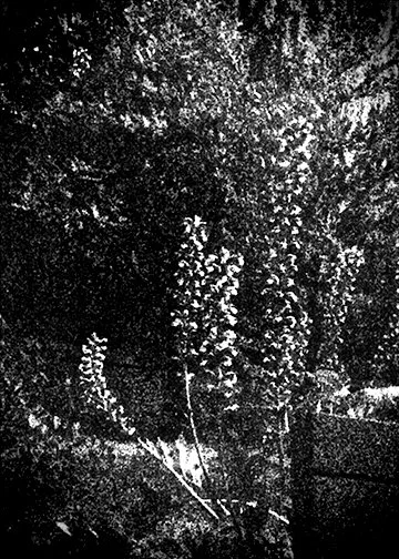 acanthusblackwhite