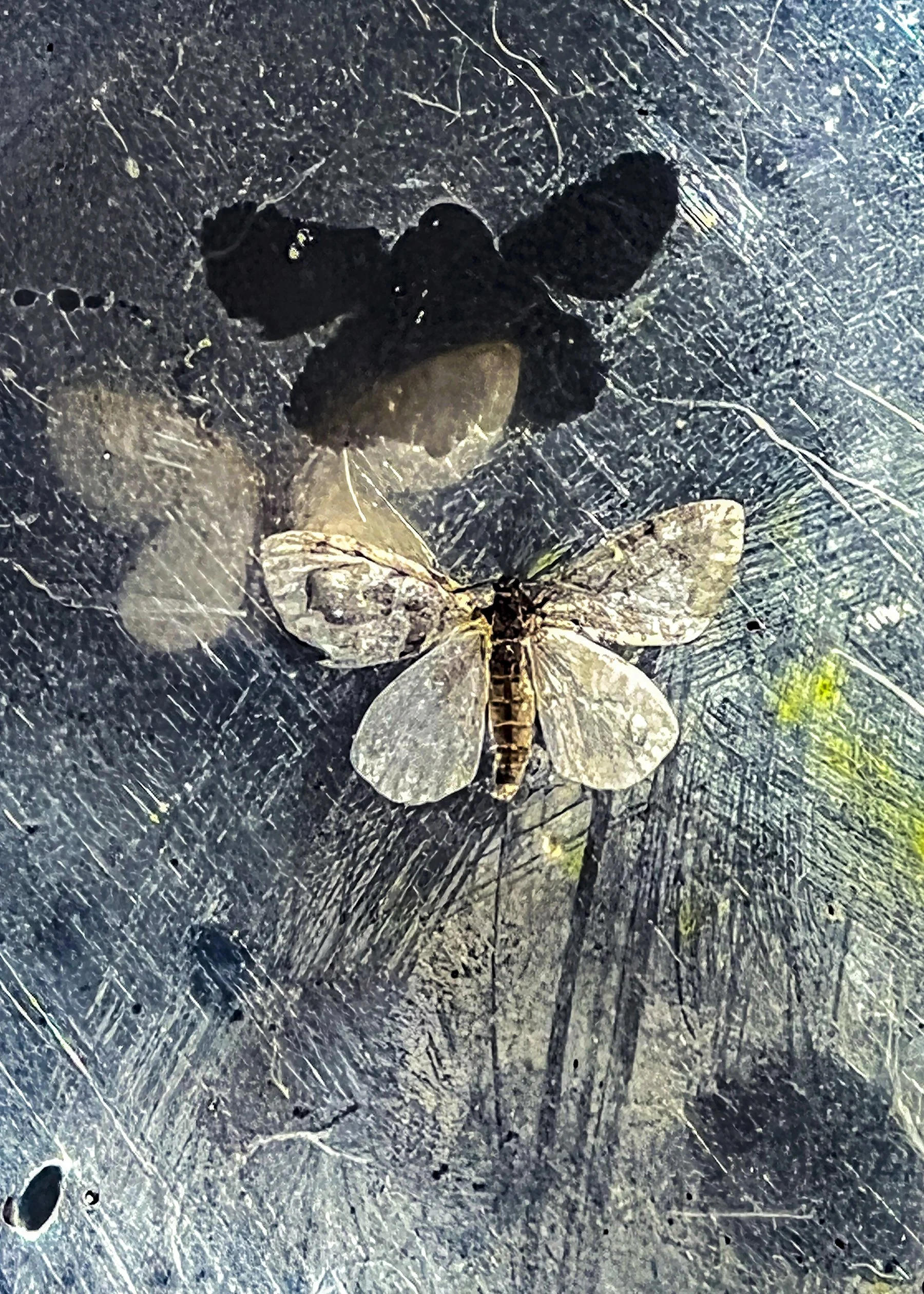 moth spirit