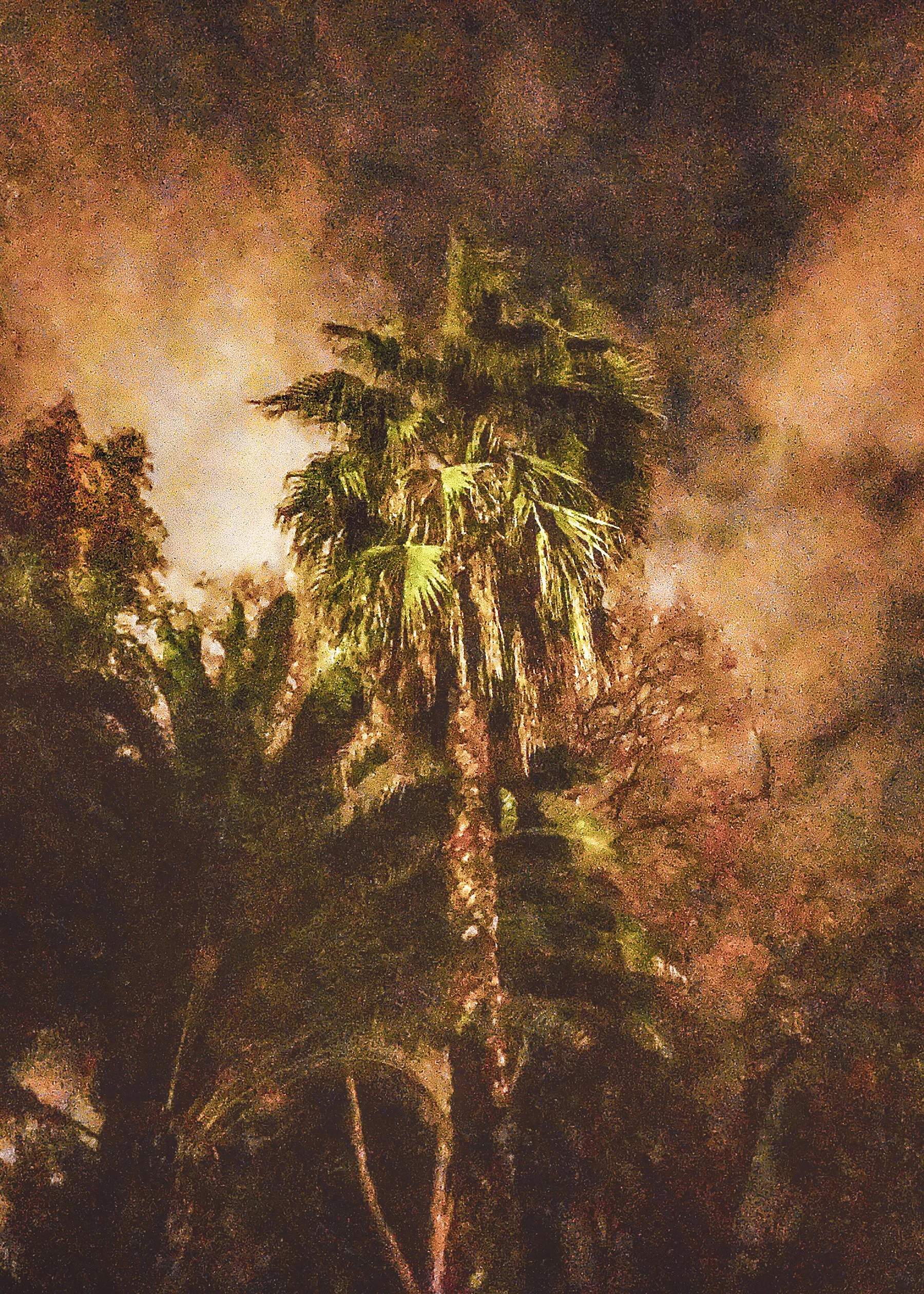 turnerautumnpalms