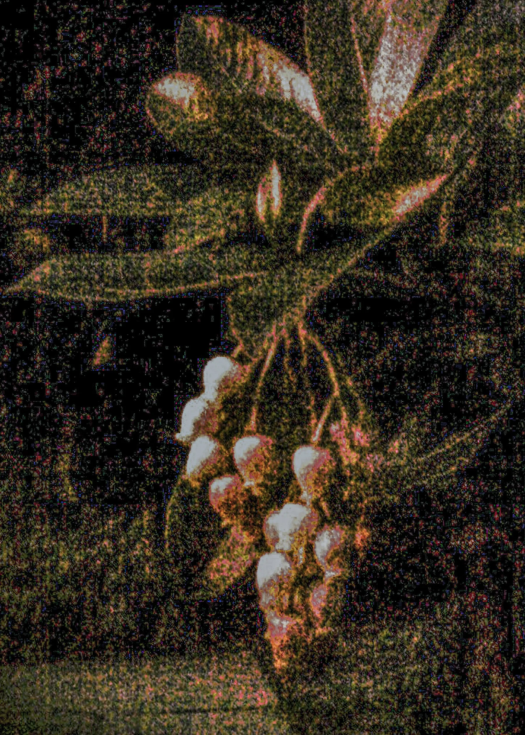 rembrandtstrawberryblossoms