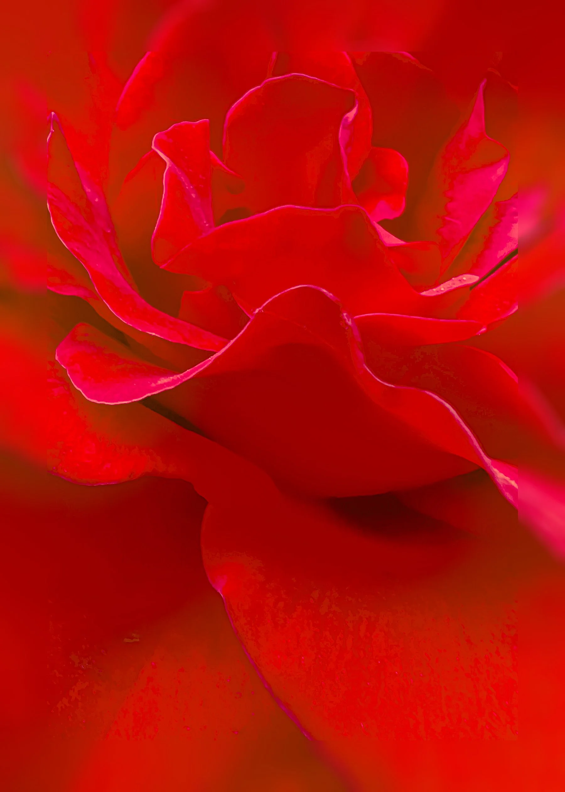 scarlettrose