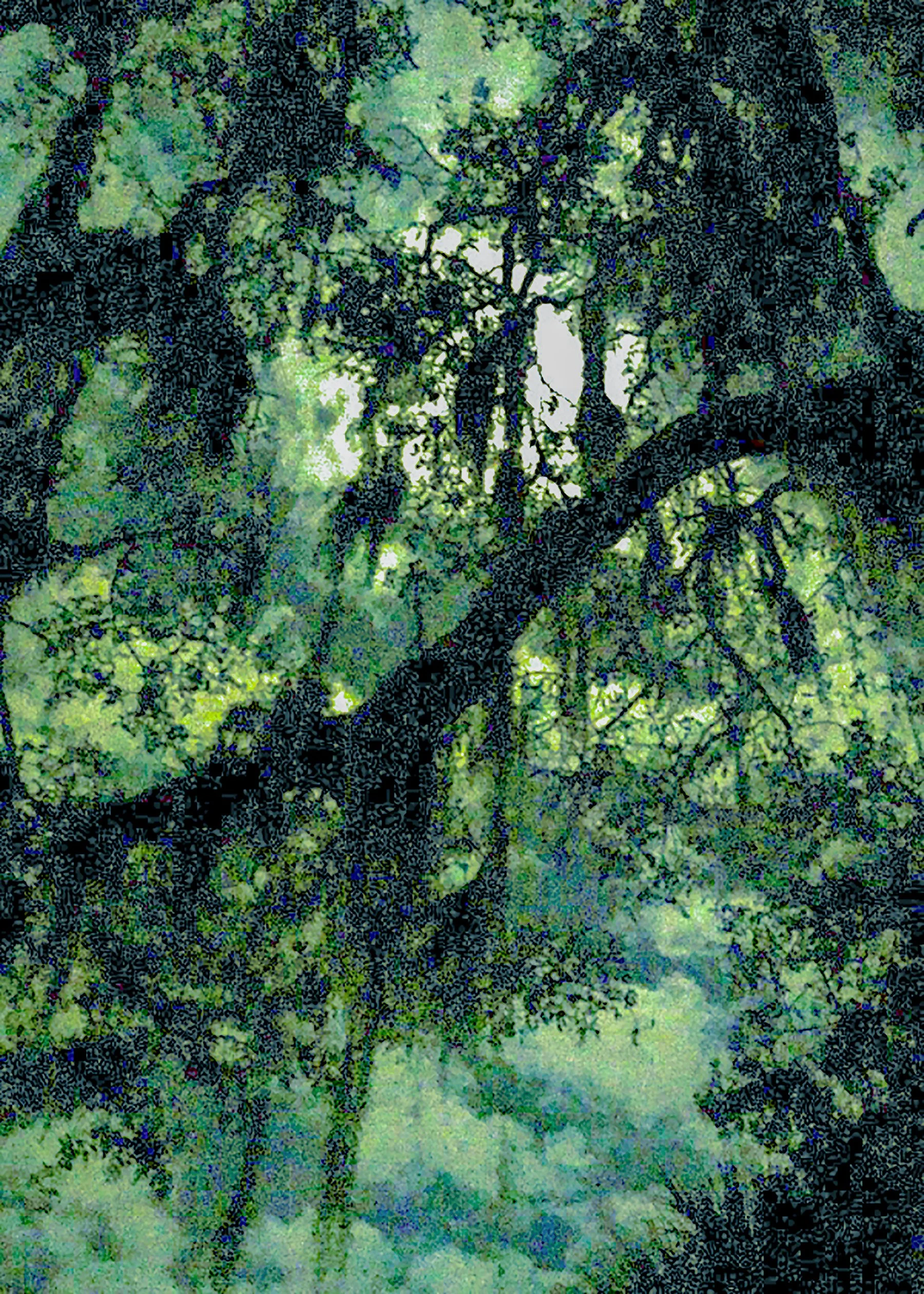spanishmoss