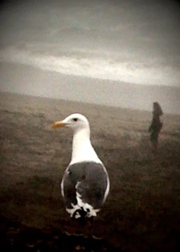 seagull pacific