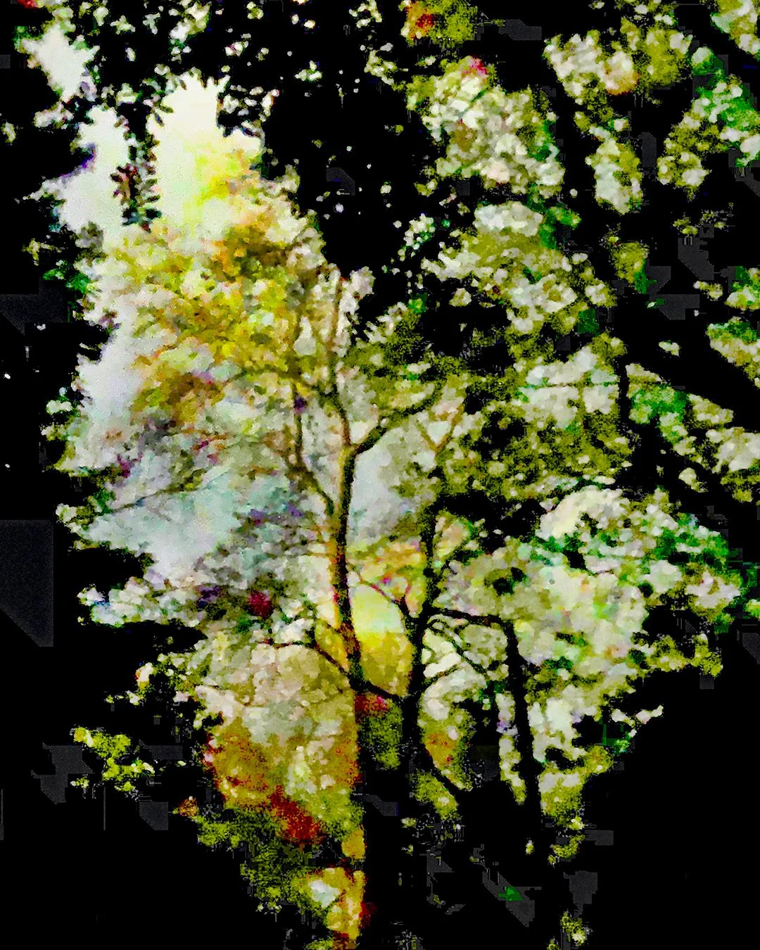 colorofnightcameo