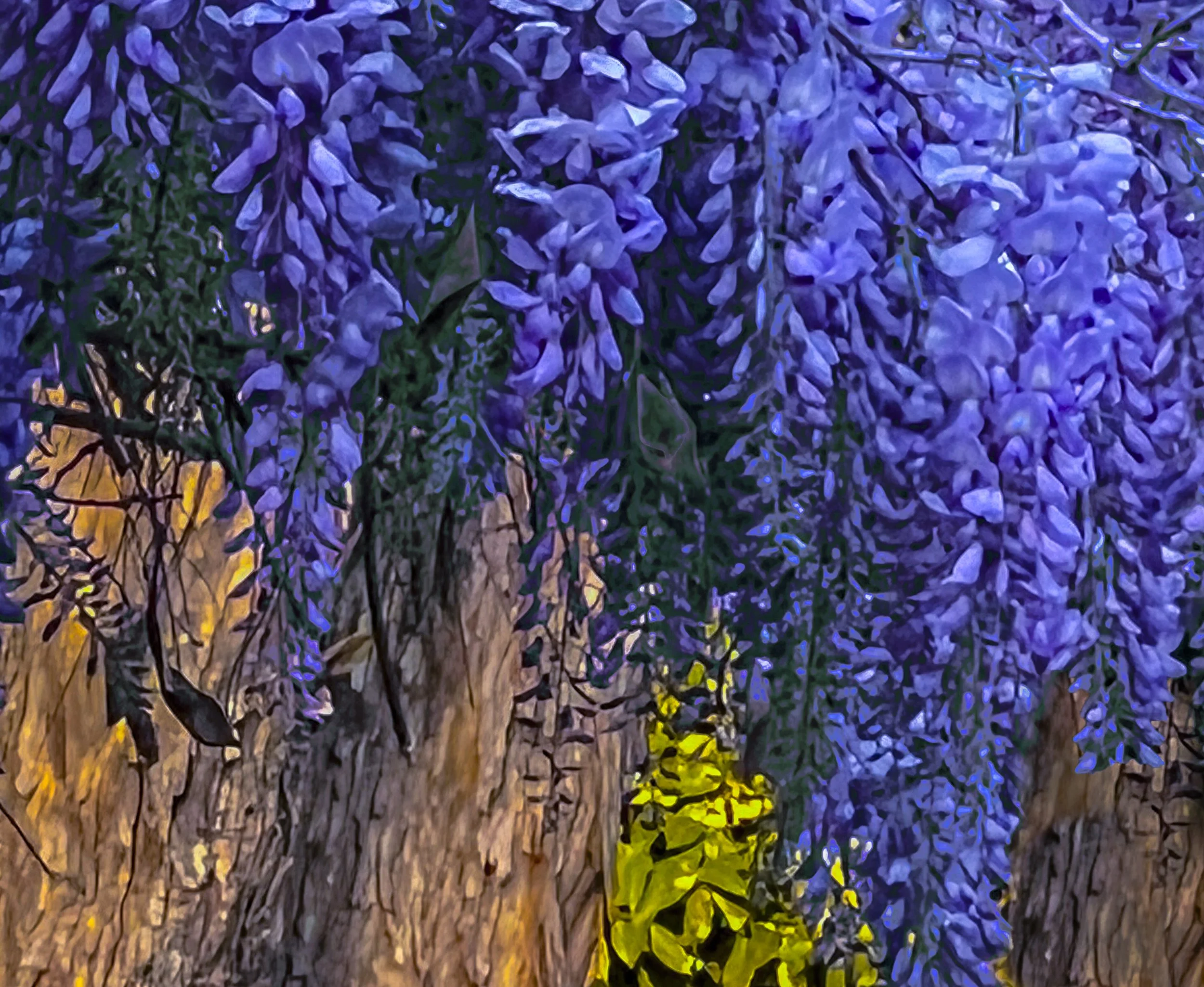 wisteria maple