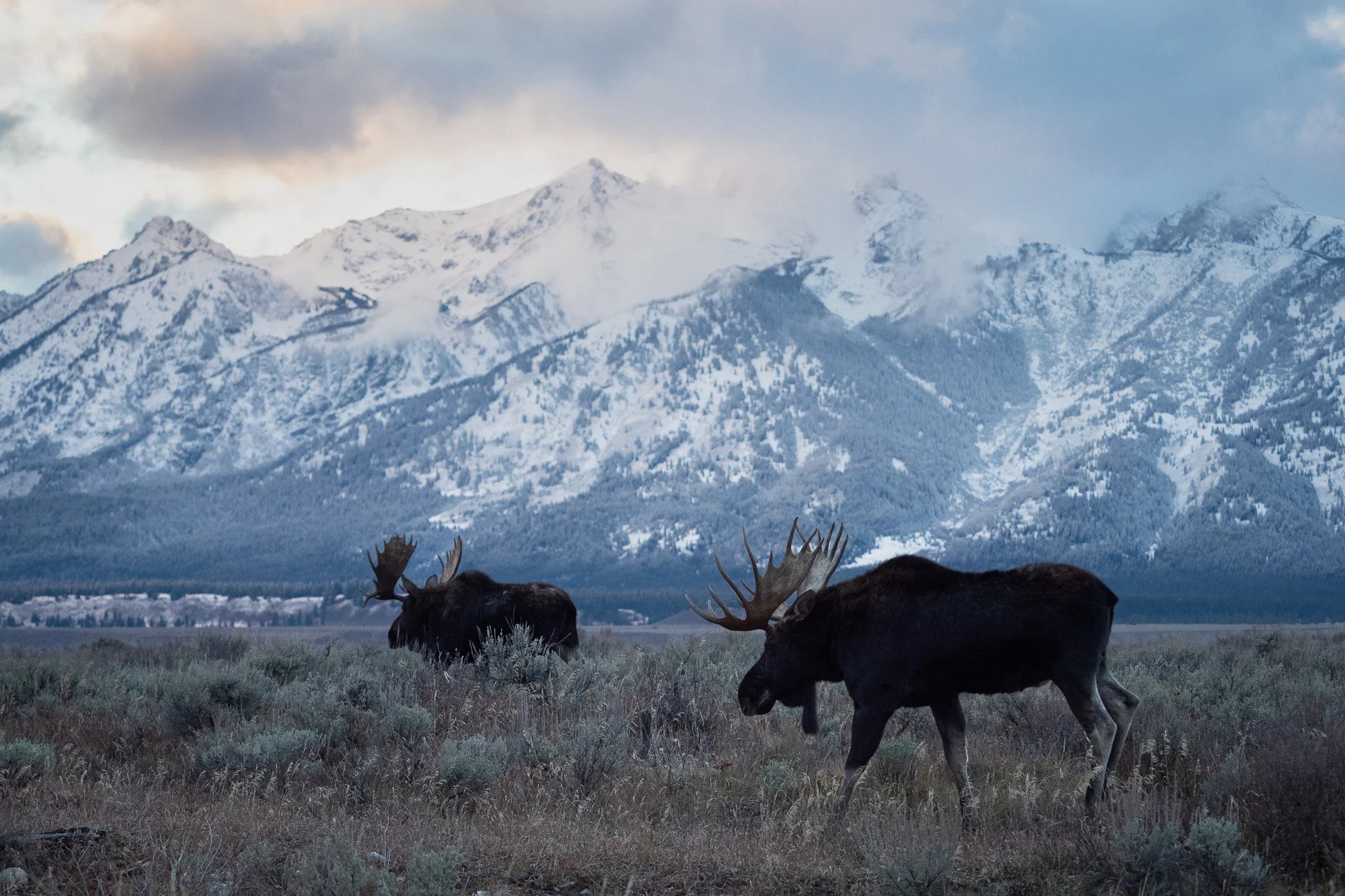 Moose.jpg