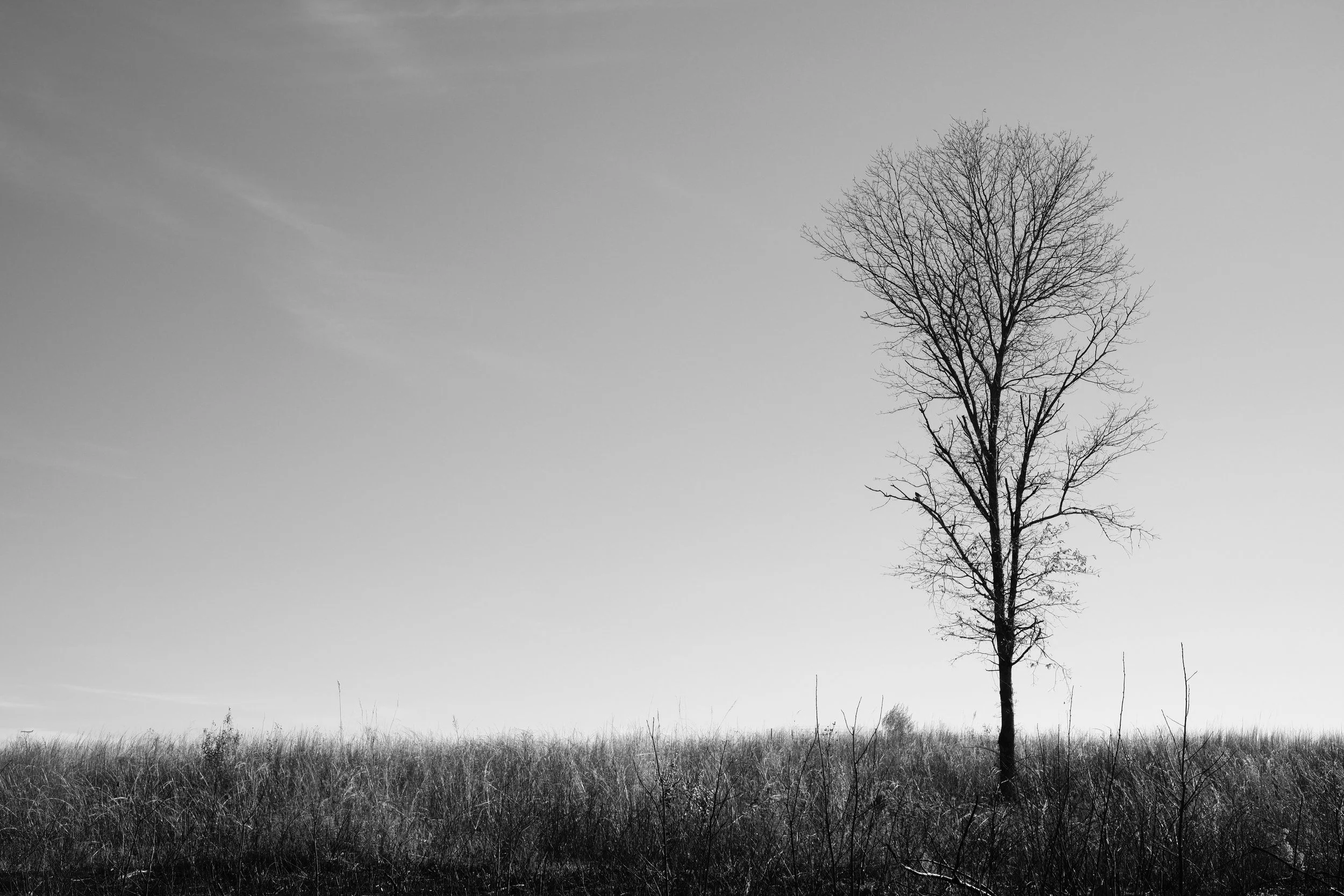 Sully Woodlands Park, Virginia