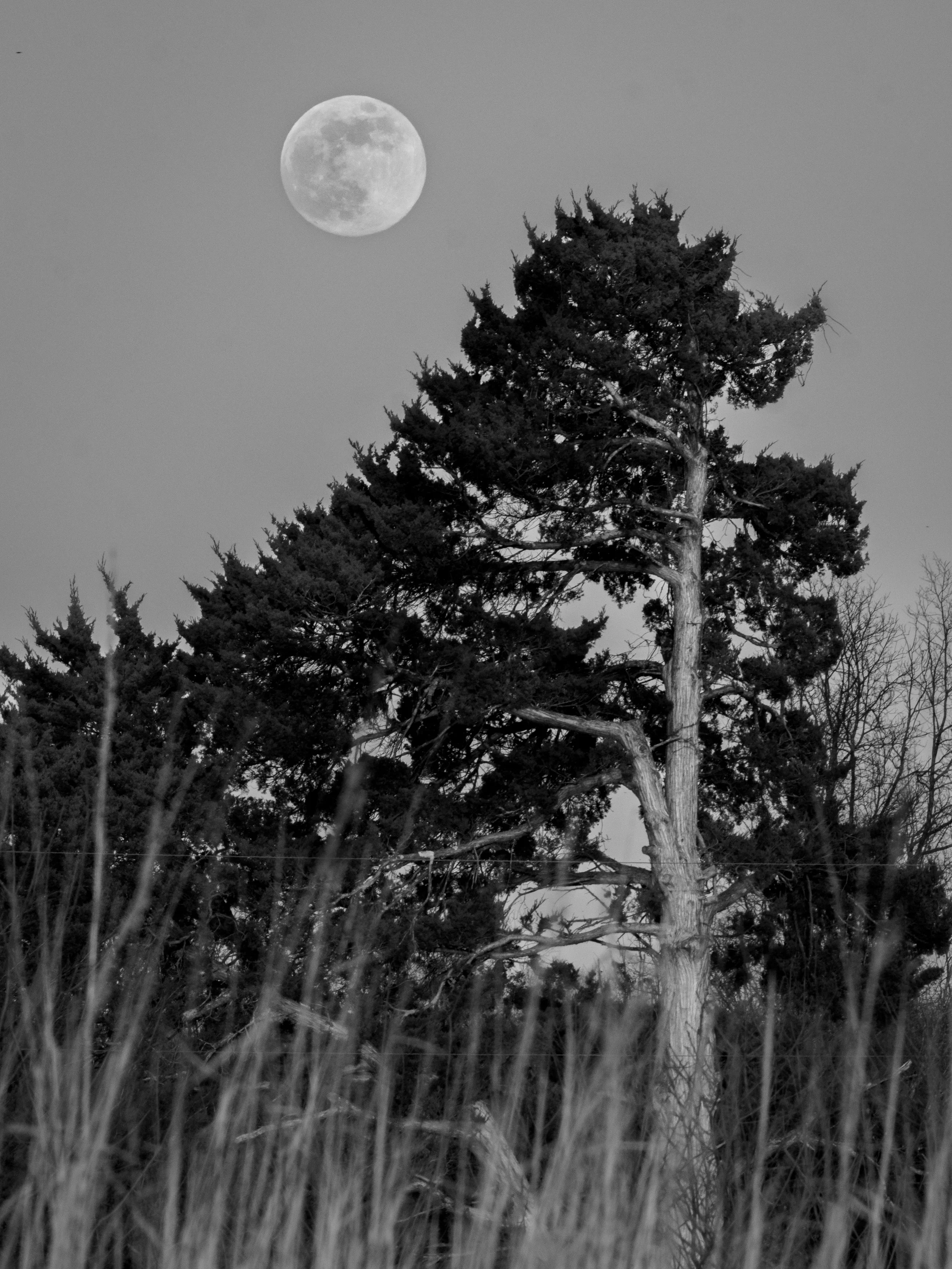 Sully Woodlands, Virginia