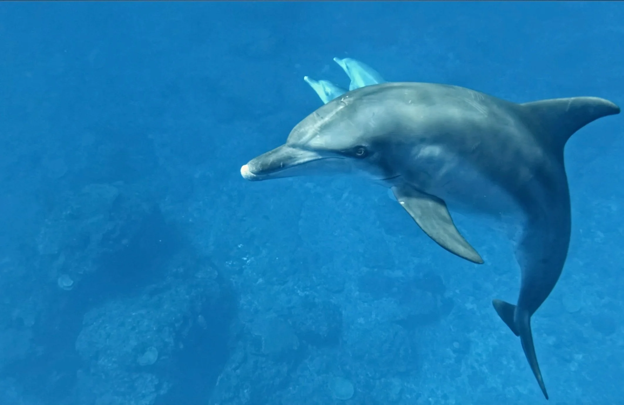 GoPro Underwater Filming Tips — Ryuta Ogawa