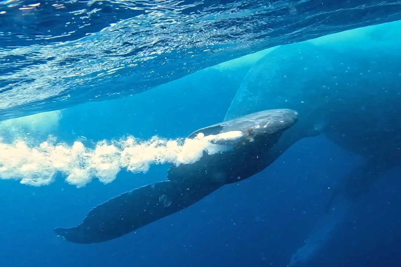 GoPro Underwater Filming Tips — Ryuta Ogawa