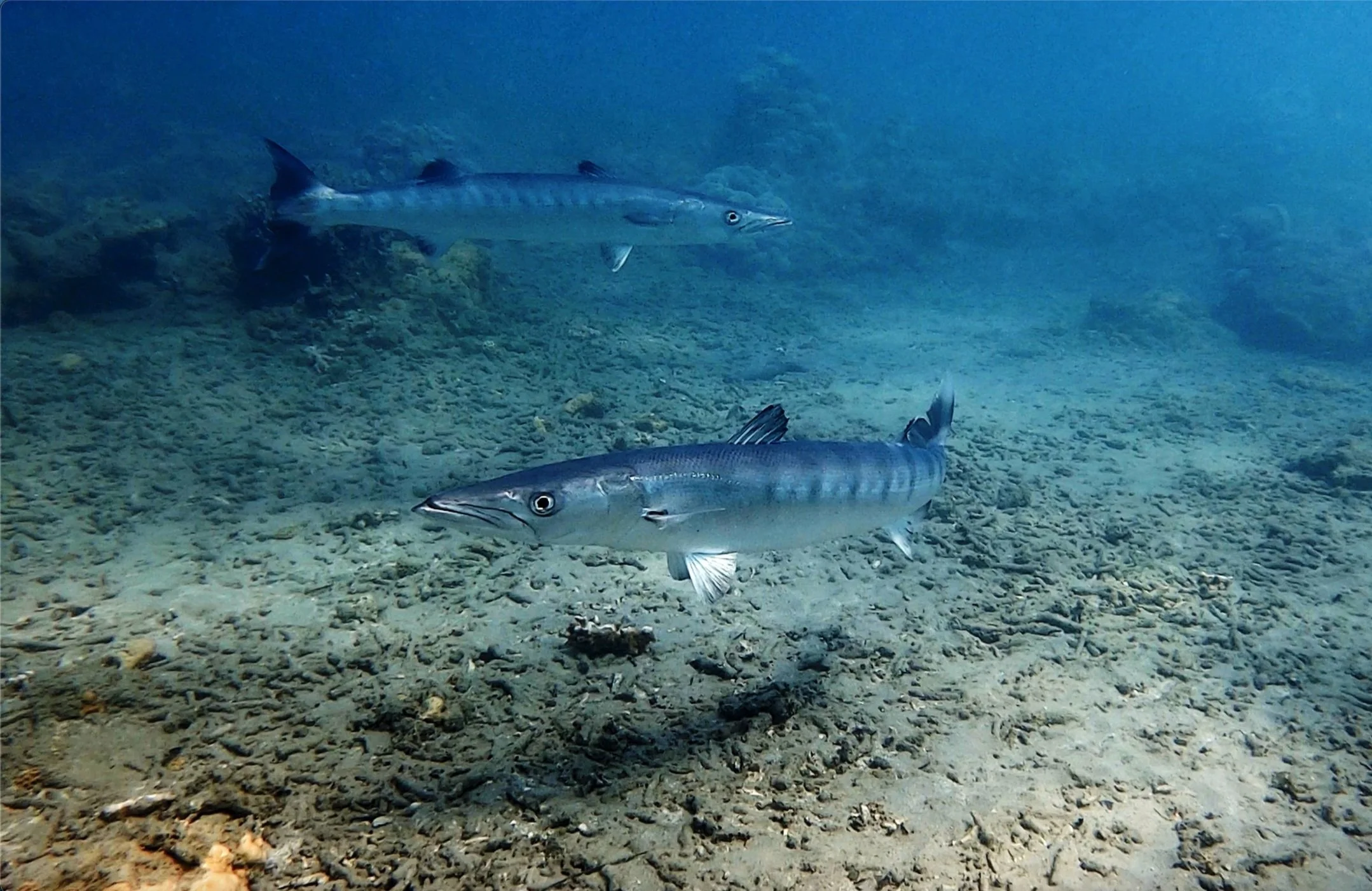 GoPro Underwater Filming Tips — Ryuta Ogawa